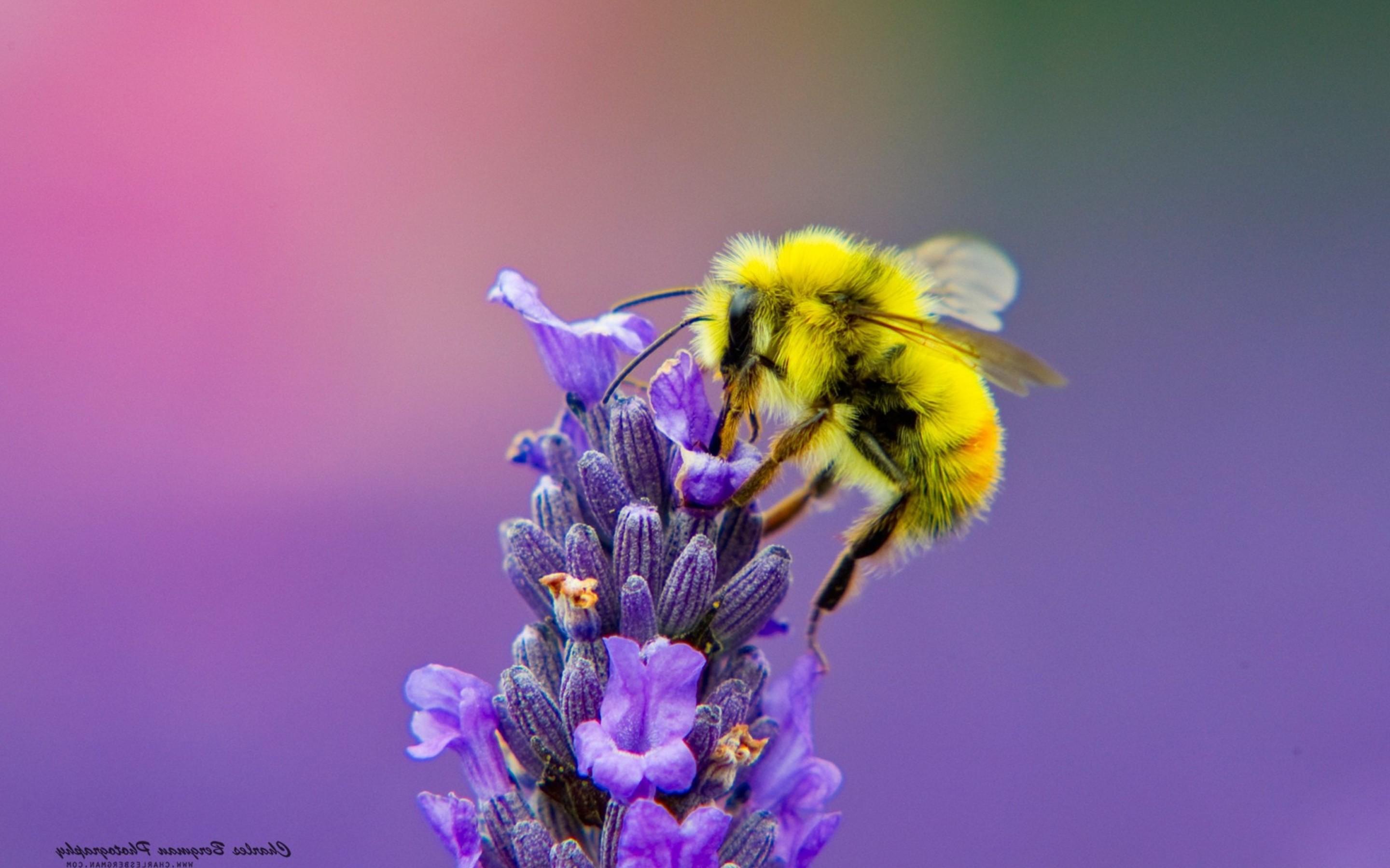 Honey Bee Lavendar Nectar Macbook Pro Retina HD 4k