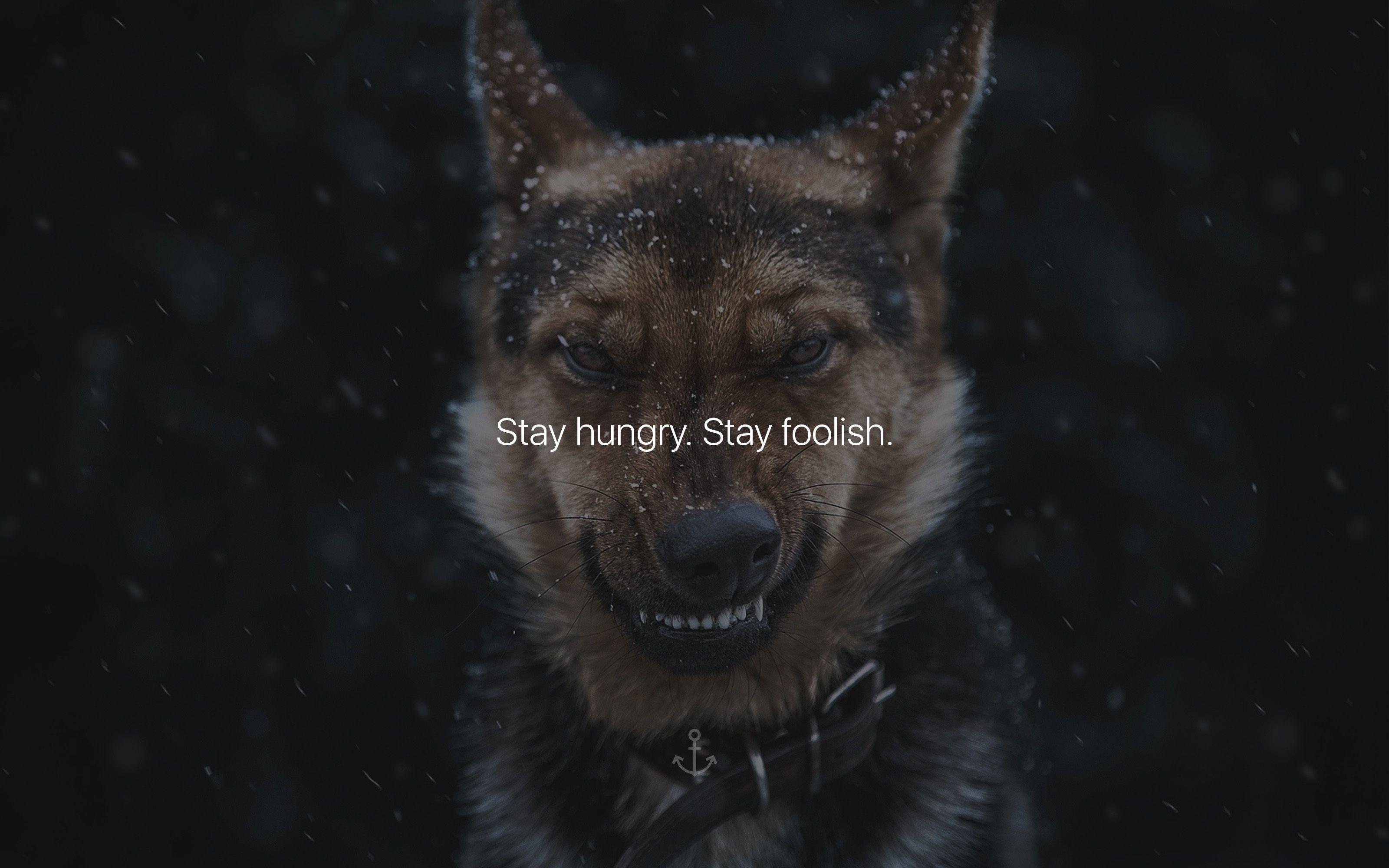 Stay Hungry Wallpaper Free Stay Hungry Background