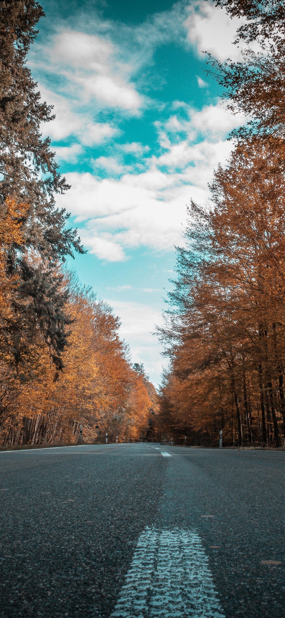Alone Road Forest Autumn Golden Trees Ultra 4k iPhone XS