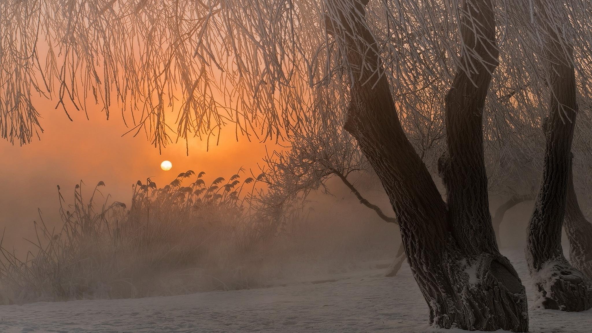 In the frosty morning