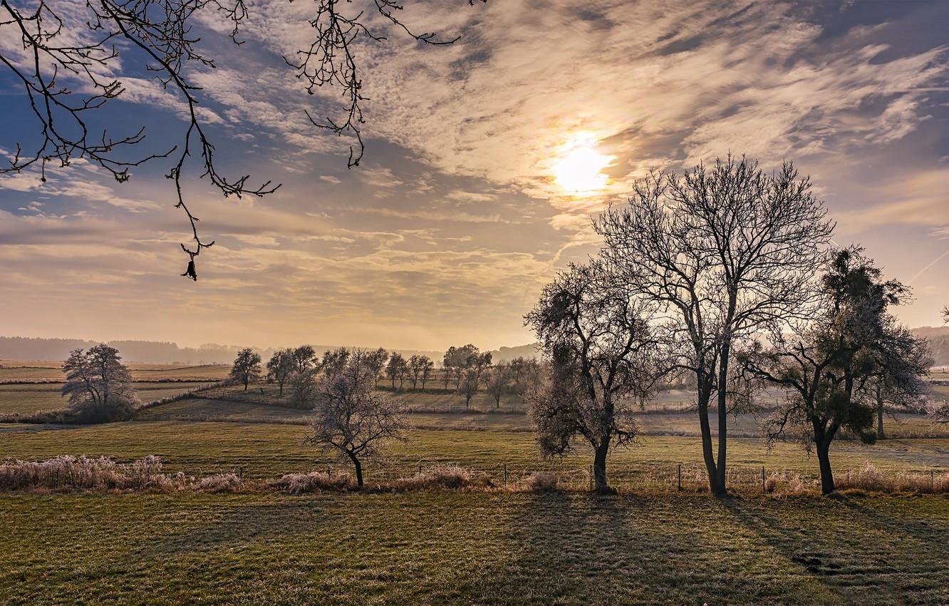 Wallpaper trees, dawn, frozen, frosty morning image