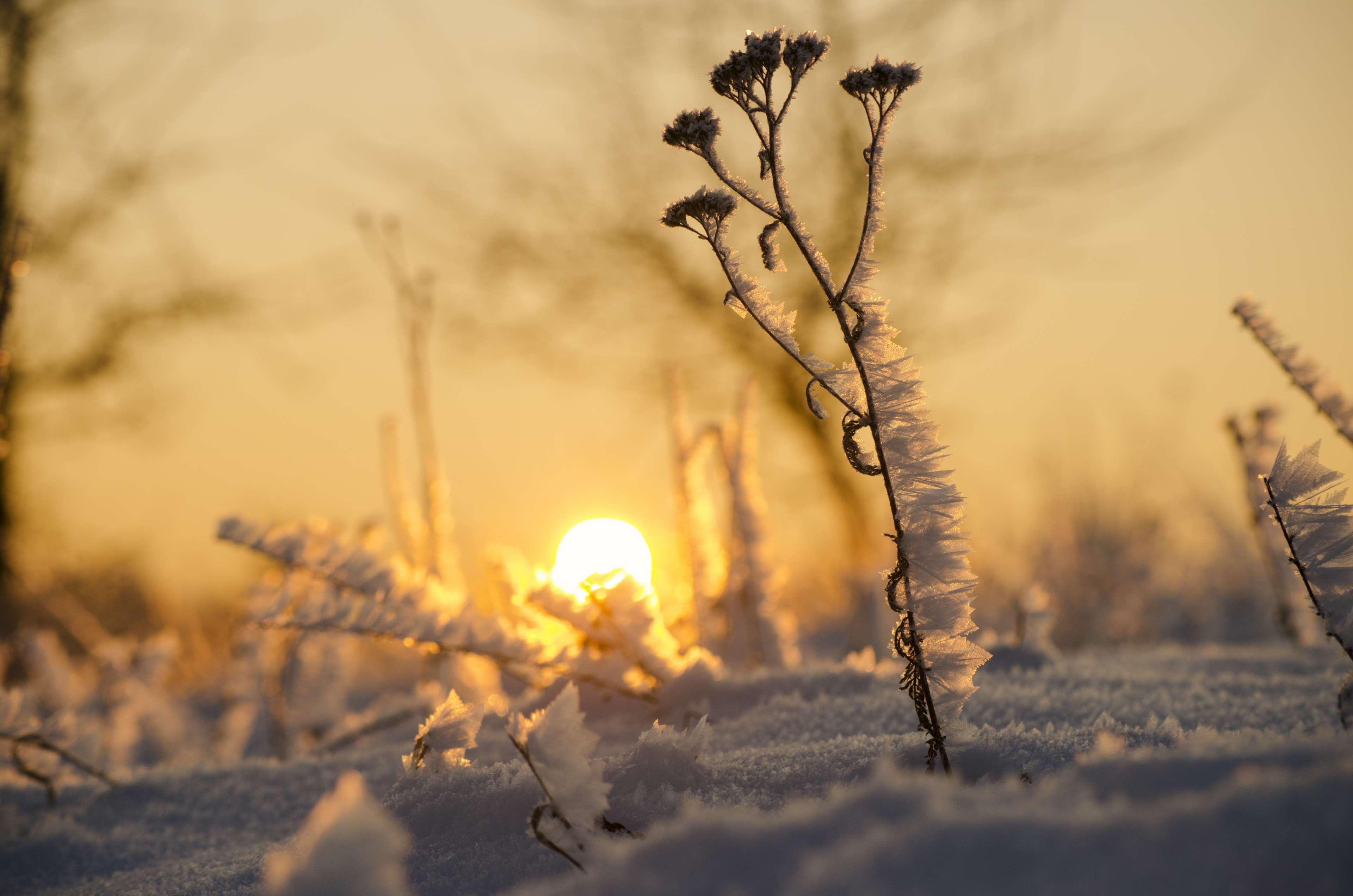 cold, flowers, frosty, leaf, morning, outdoor, snow, sunrise
