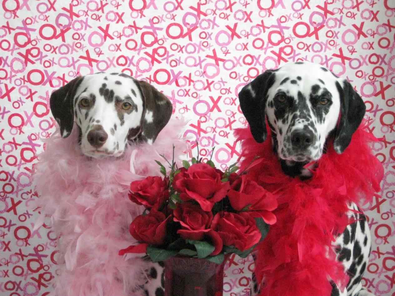 Valentine Dog Wallpaper Free Valentine Dog
