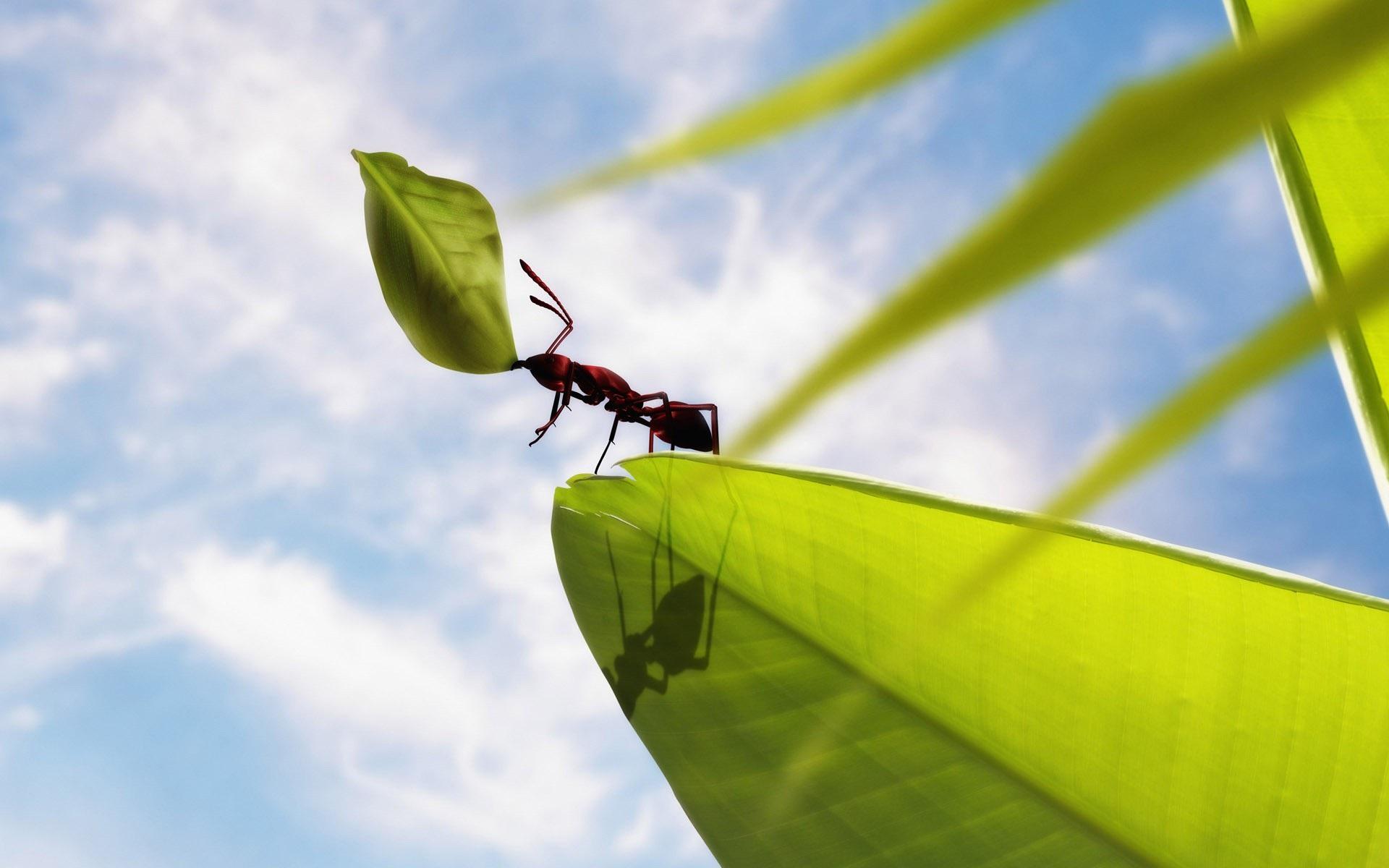 Wallpaper Insect ants, green leaves, clouds, blue sky
