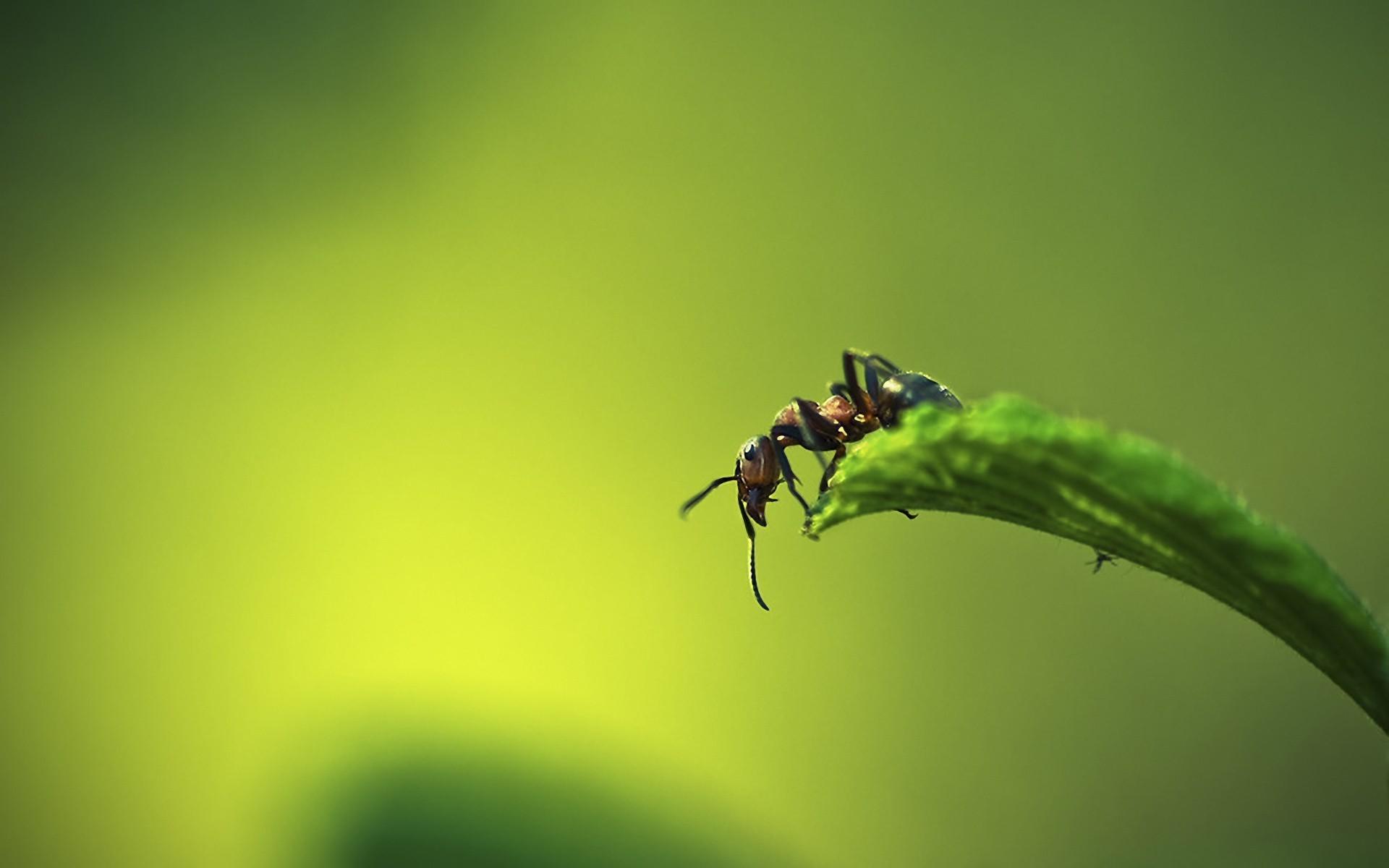nature macro ants wallpaper. Nature. Tokkoro.com Amazing