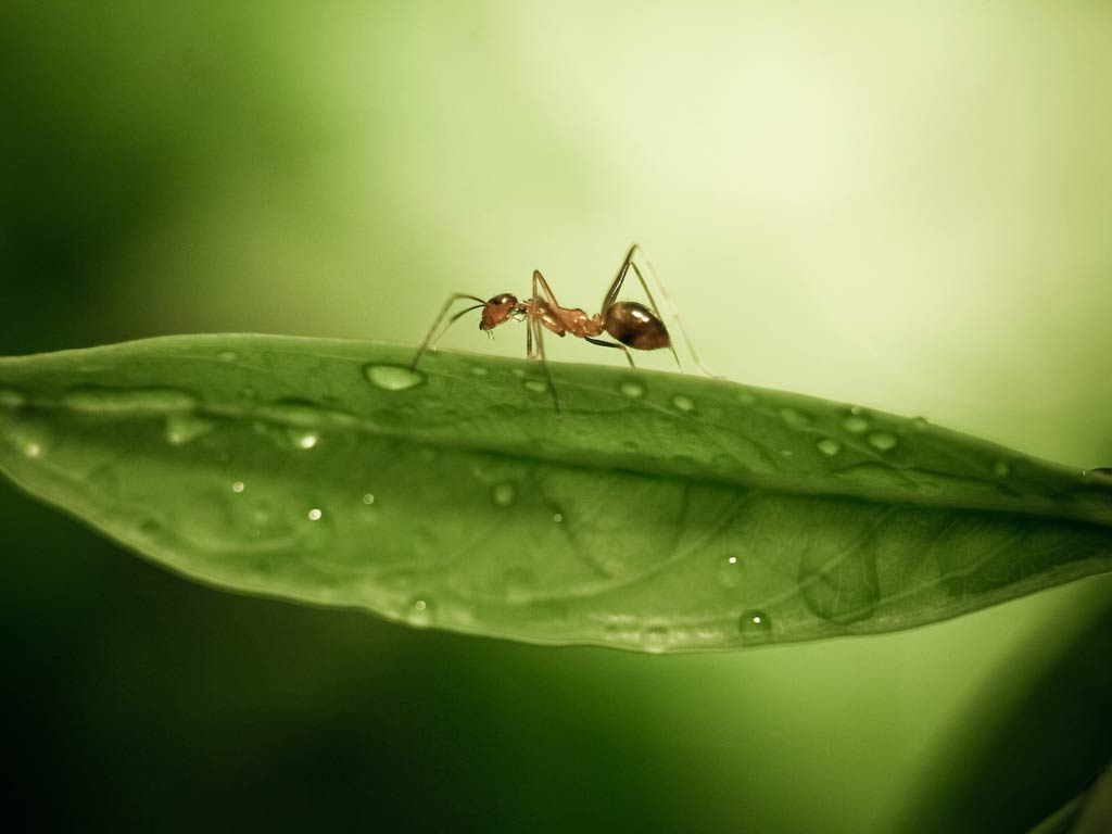 Ant Wallpaper Free Ant Background
