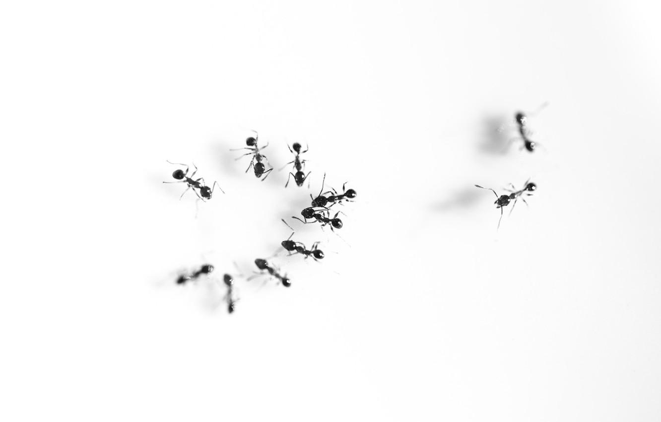 Wallpaper meeting, talking, ants image for desktop, section