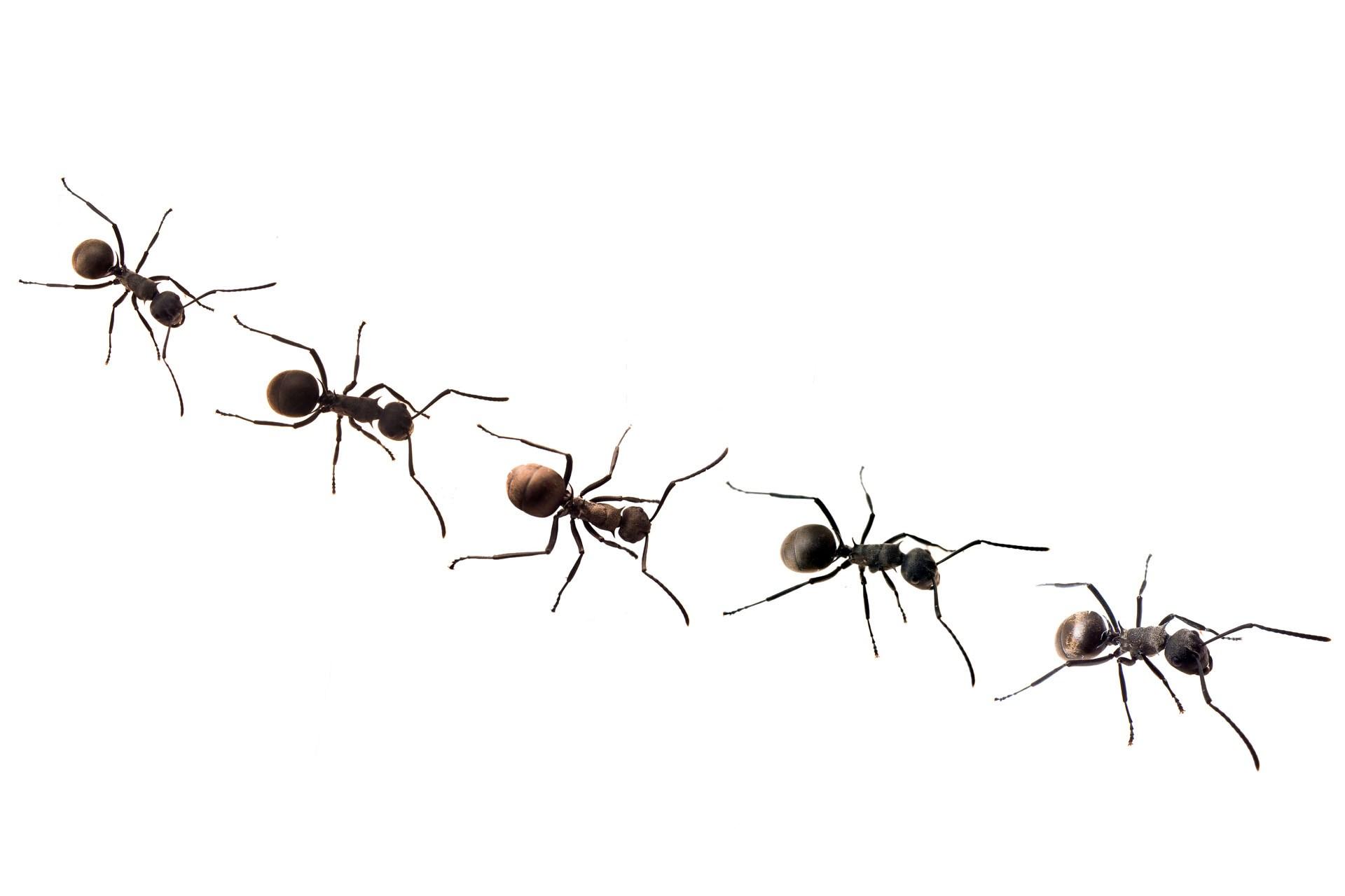 Ants HD Wallpaper