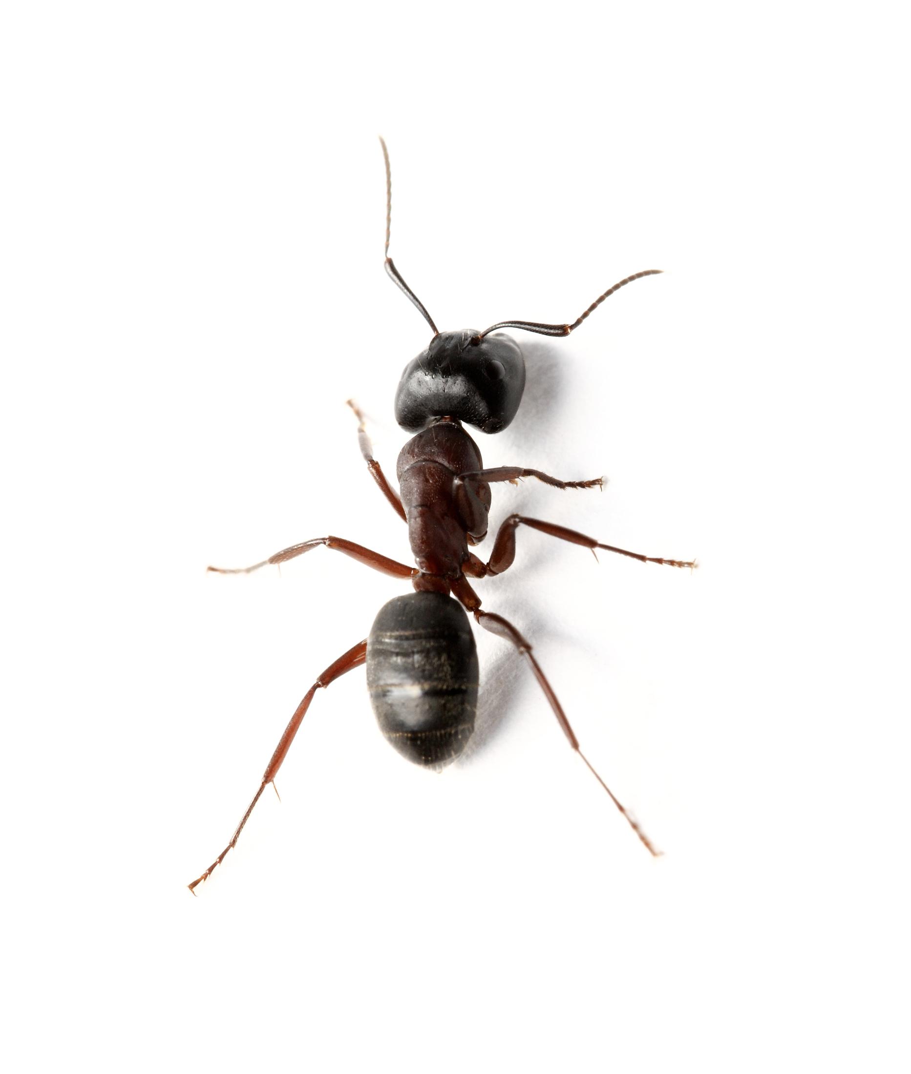 Ant wallpaper, Animal, HQ Ant pictureK Wallpaper 2019