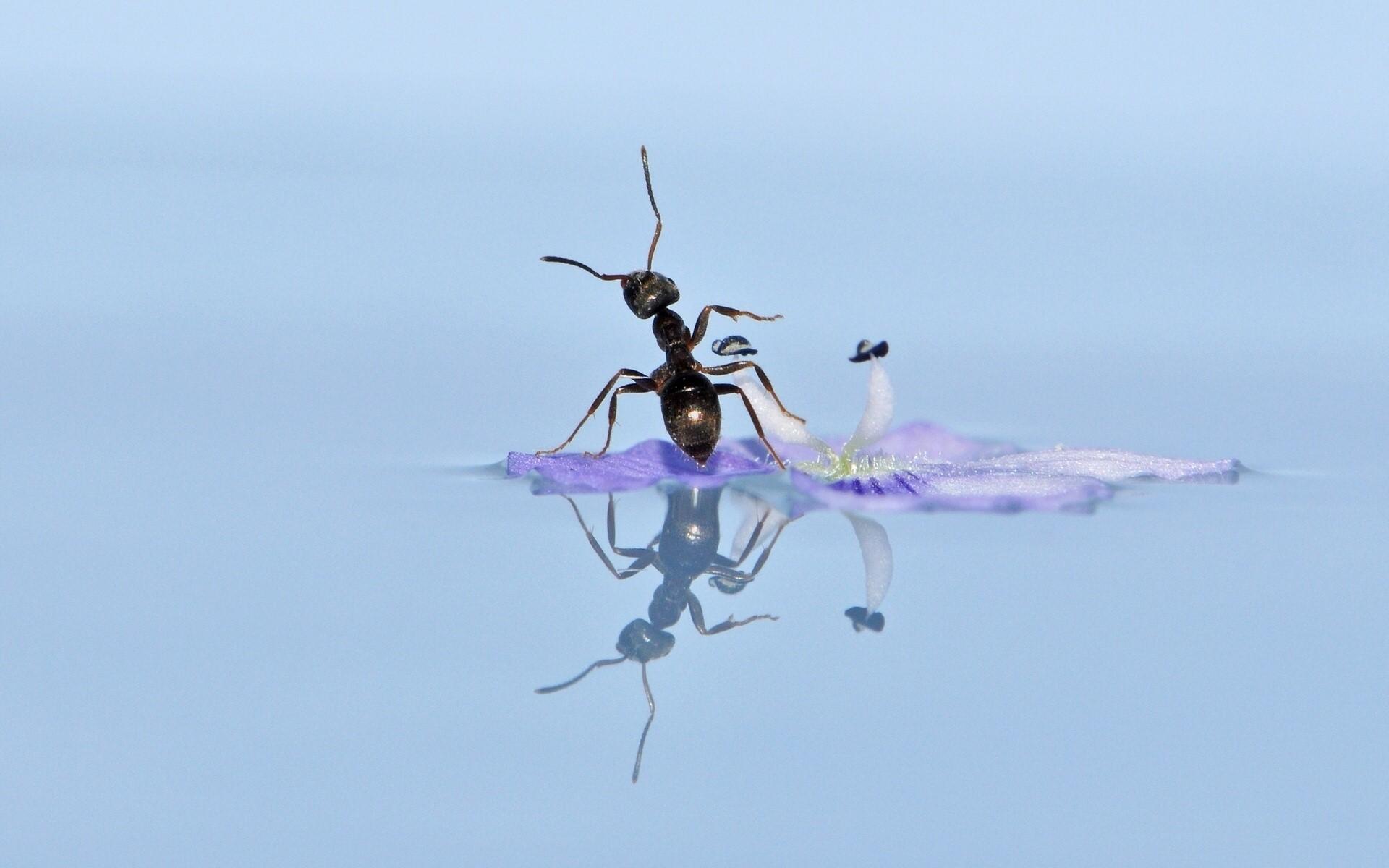 Big Black Ant Swim in Water on Flower Image