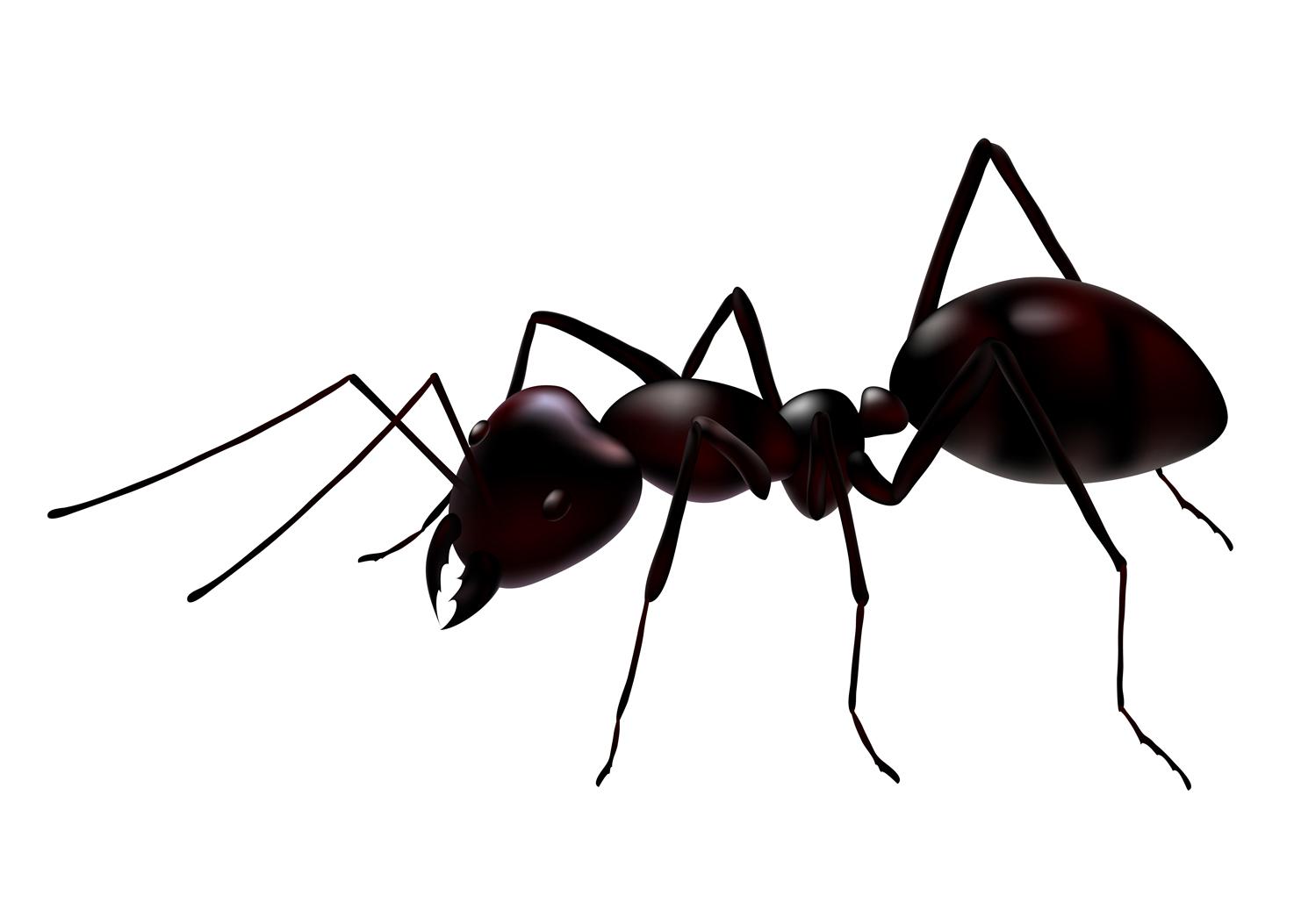 HD Ants Wallpaper