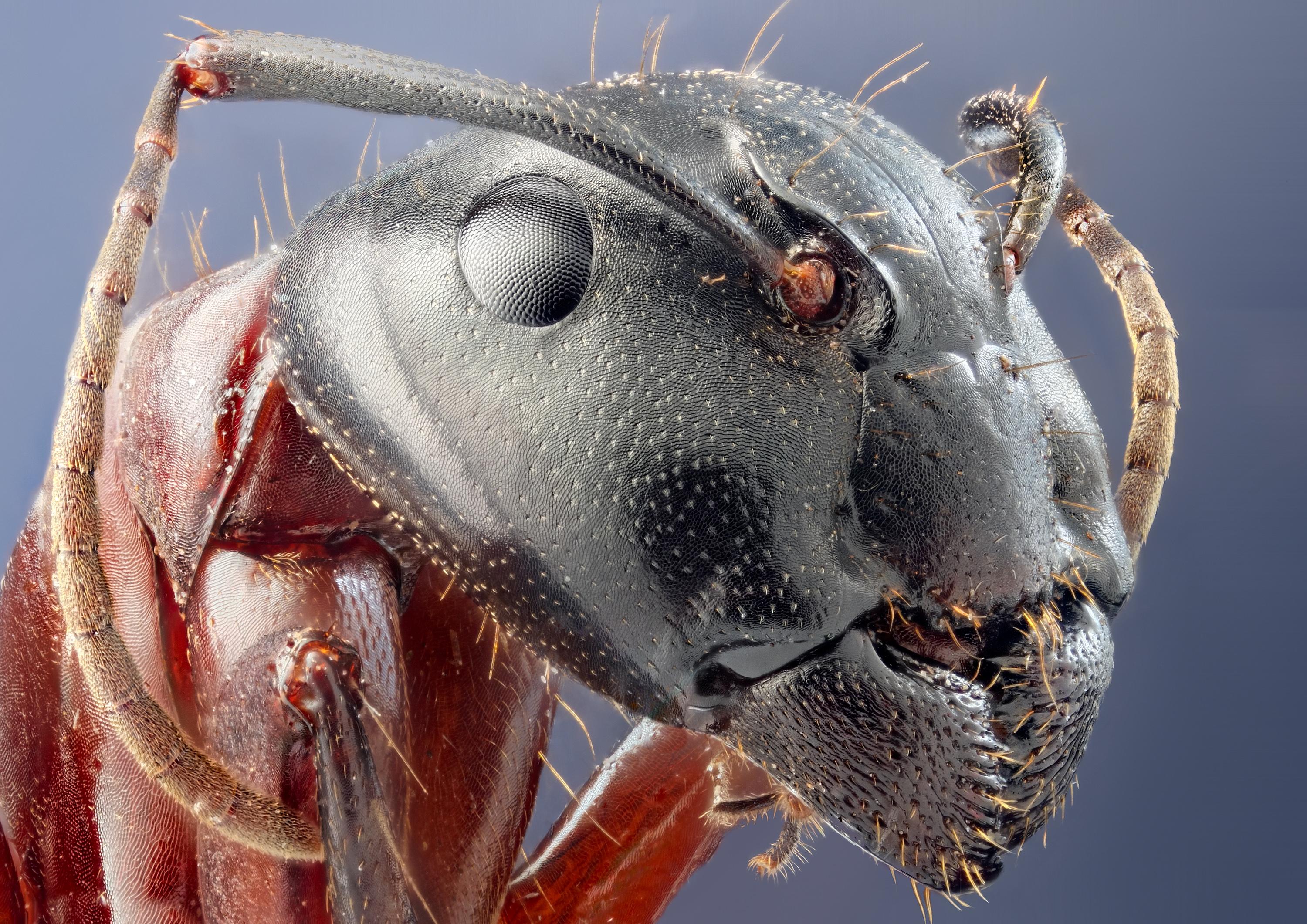 animals, insects, ants, head, microscopic wallpaper