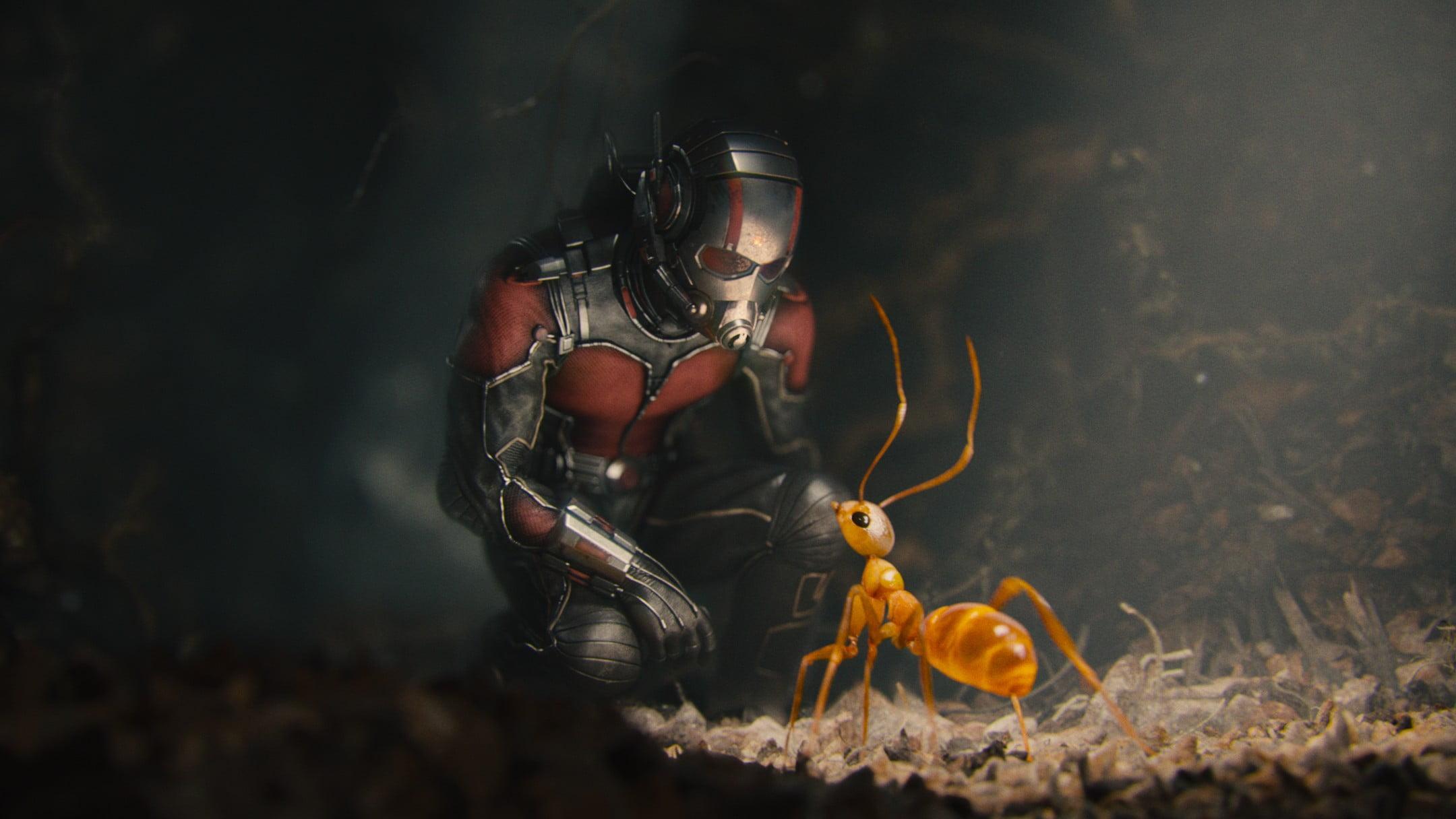 Marvel Antman, Ant Man, Fantasy Art, Movies, Ants HD