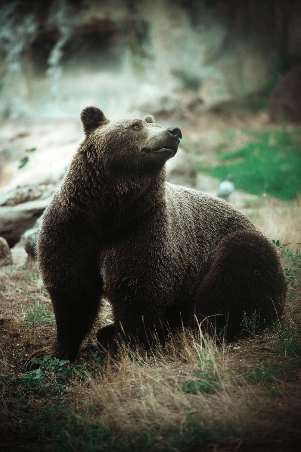 Bear Image: Download HD Picture & Photo