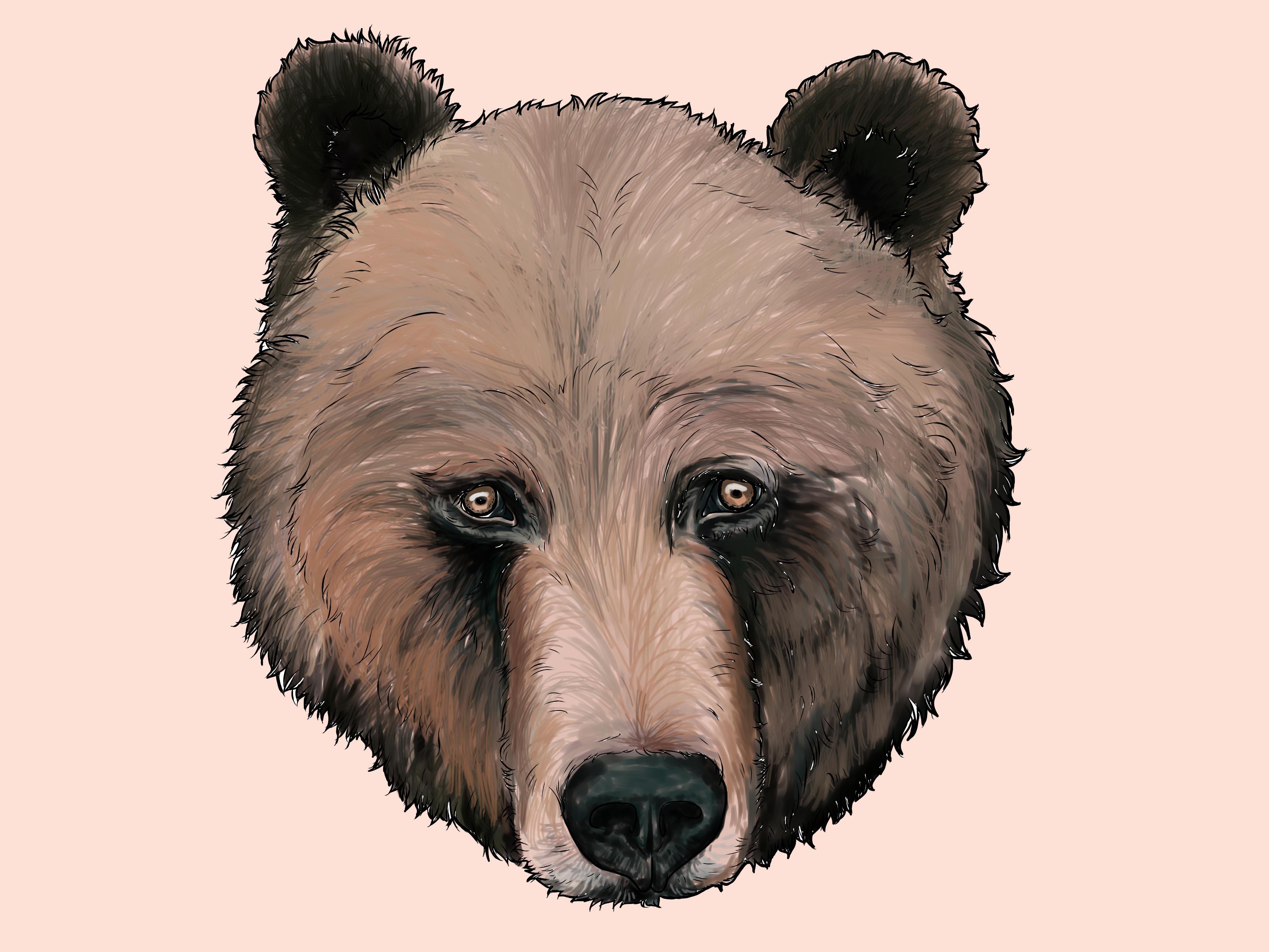 Easy Bear Face Drawing.com