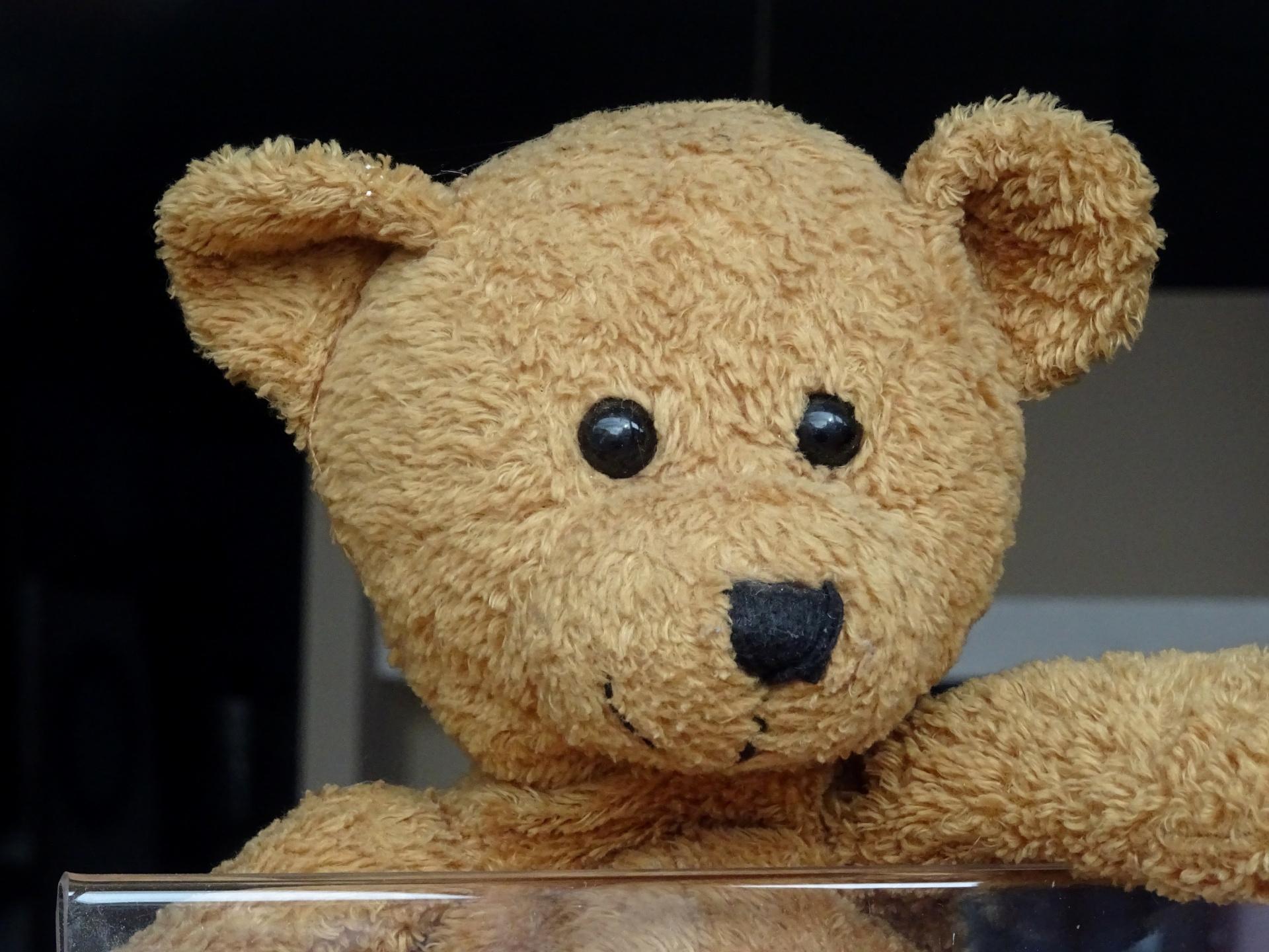 Cute Teddy Bears Face Free Domain Picture