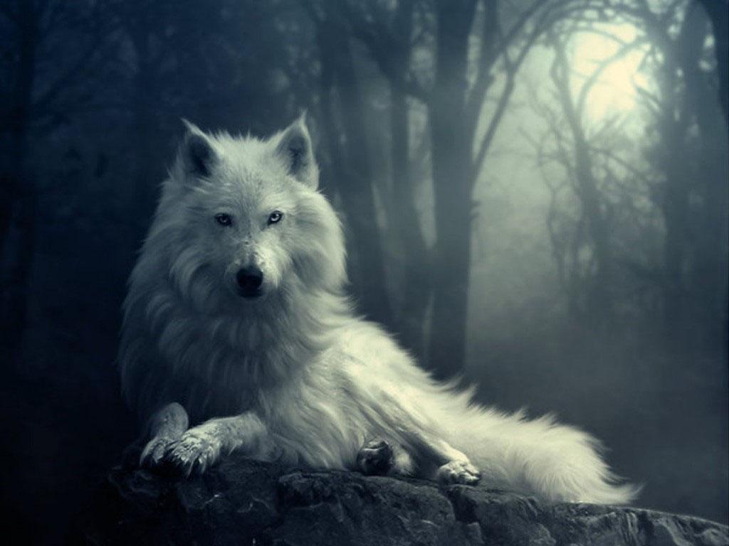 Free download Wolf in Winter Wallpaper Background Photo