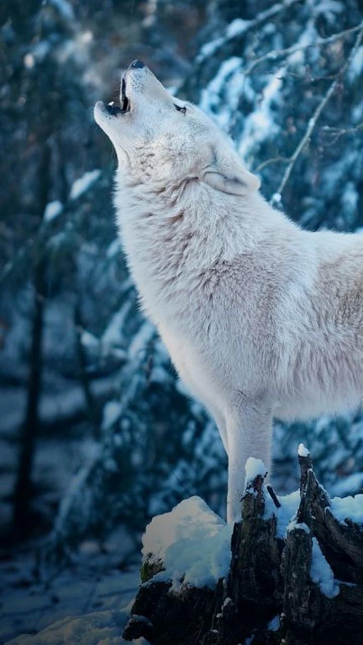 White Wolf Wallpaper for Android