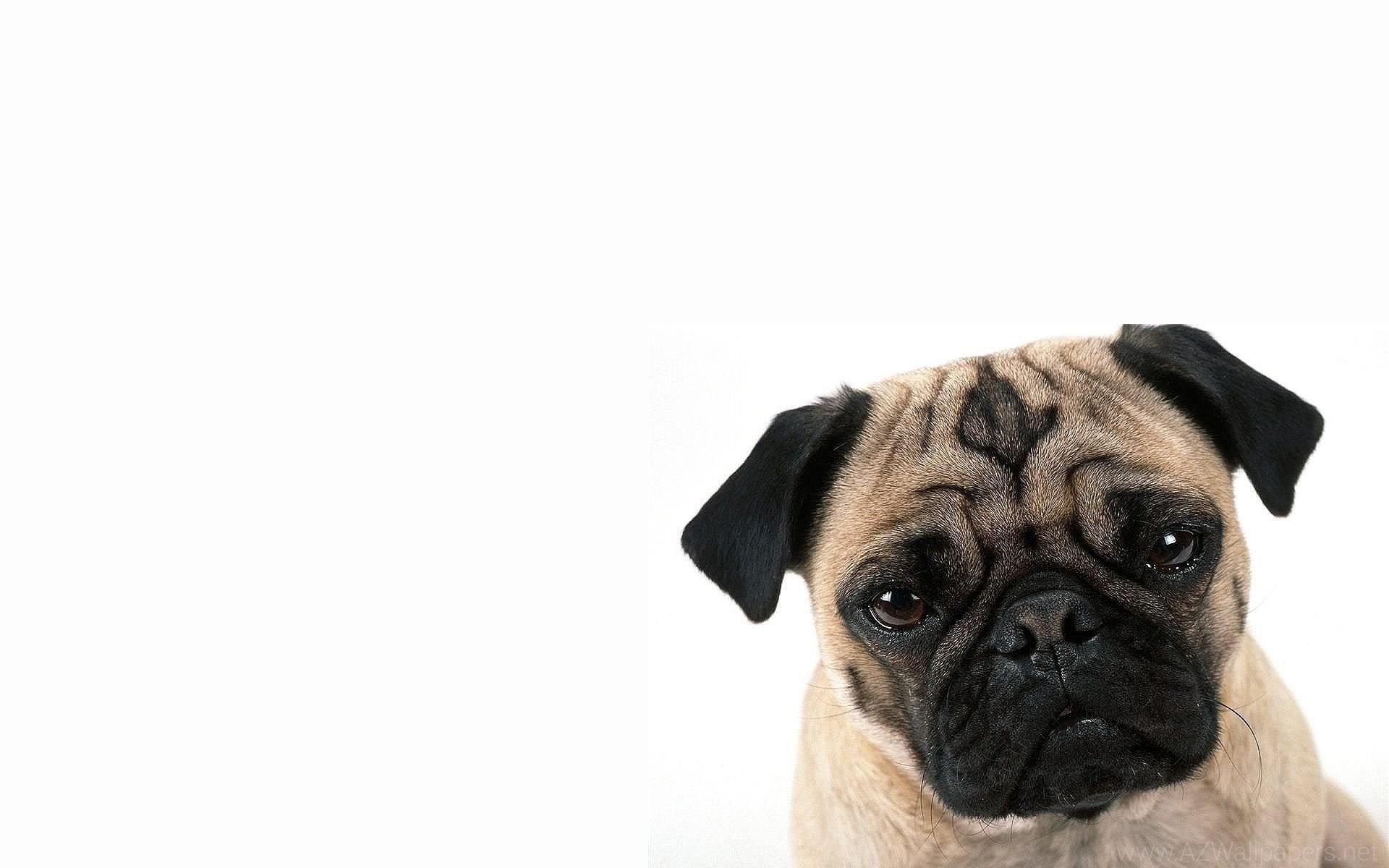 Funny Pug Picture Wallpaper