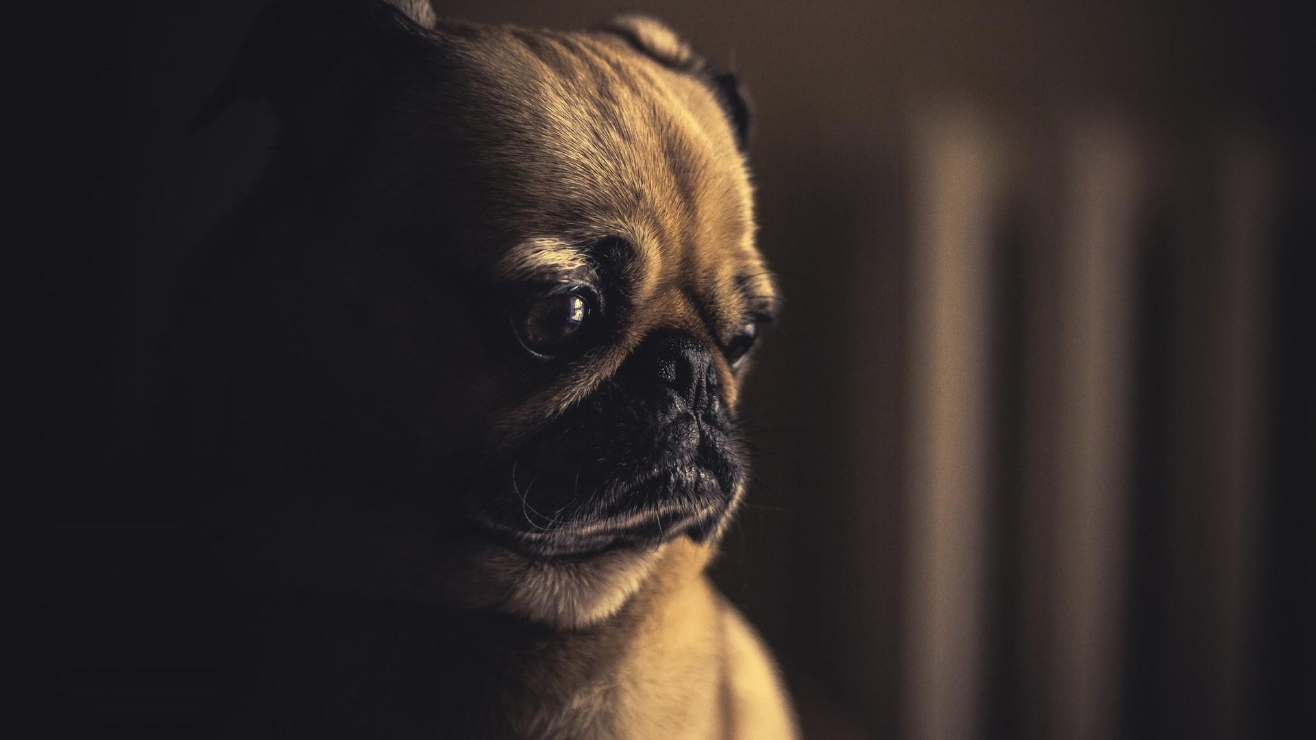 Pug Desktop Wallpaper, Free Stock Wallpaper