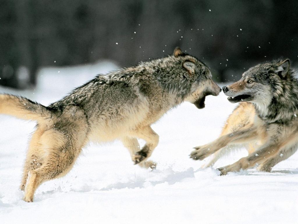 Fighting Wolves of hunting wolfs Wallpaper 15809830
