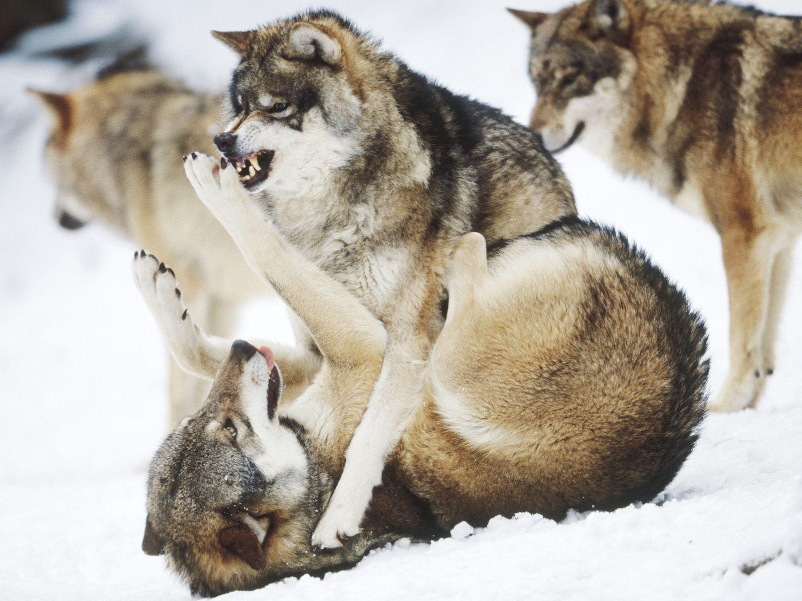 fight, wolves wallpaper
