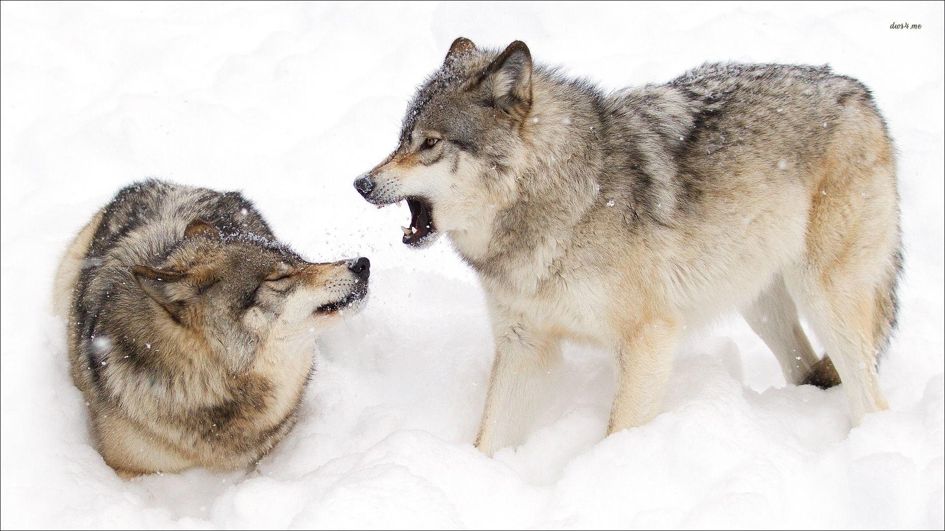 Wolves fighting in the snow wallpaper wallpaper