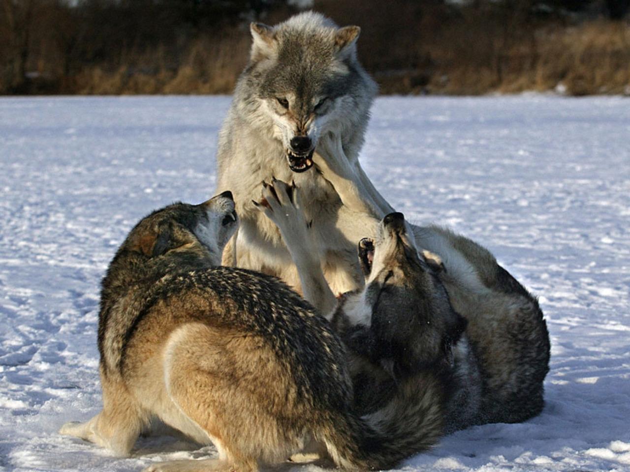 fighting animals wolves 1280x960 wallpaper High Quality