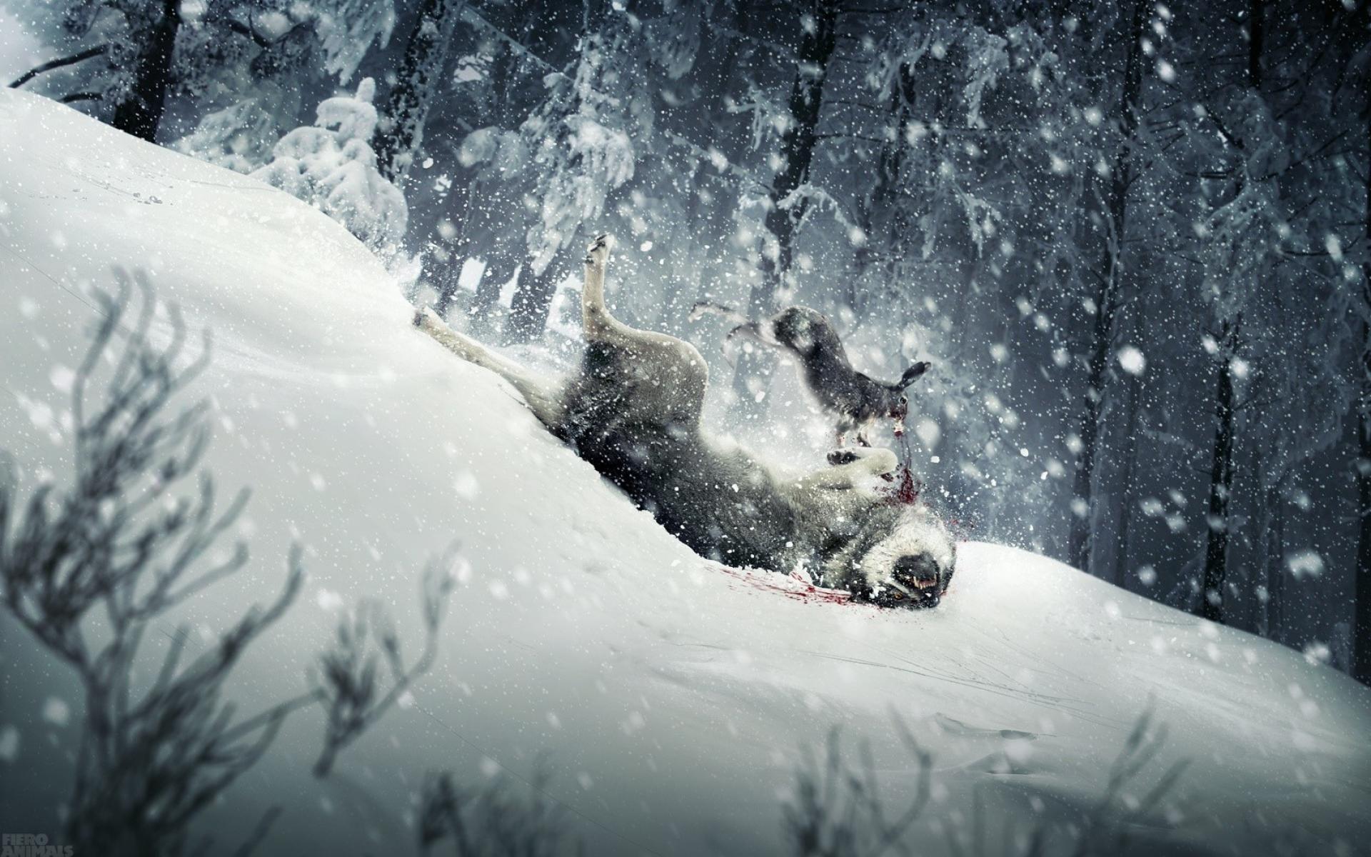 Rabbit fighting wolf #wallpaper #snow #winter #rabbit #wolf