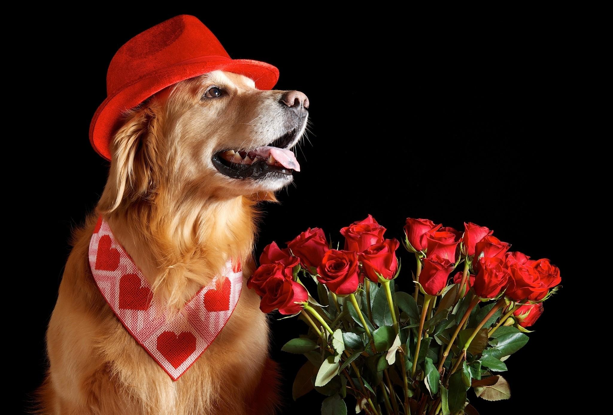 Day Valentine Rose Labrador Bouquet Flower Happy Heart
