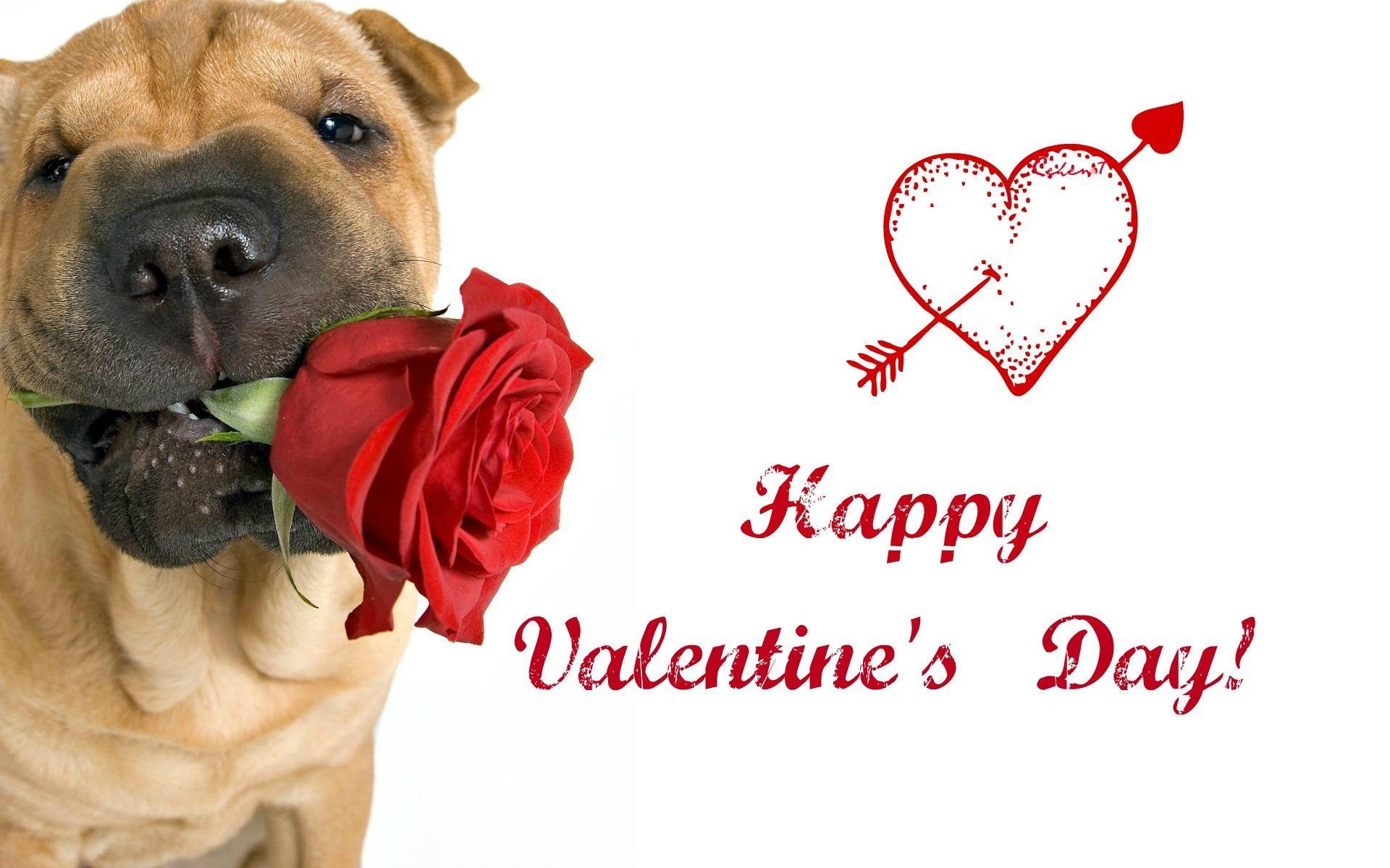 Valentine Dog Wallpaper Free Valentine Dog