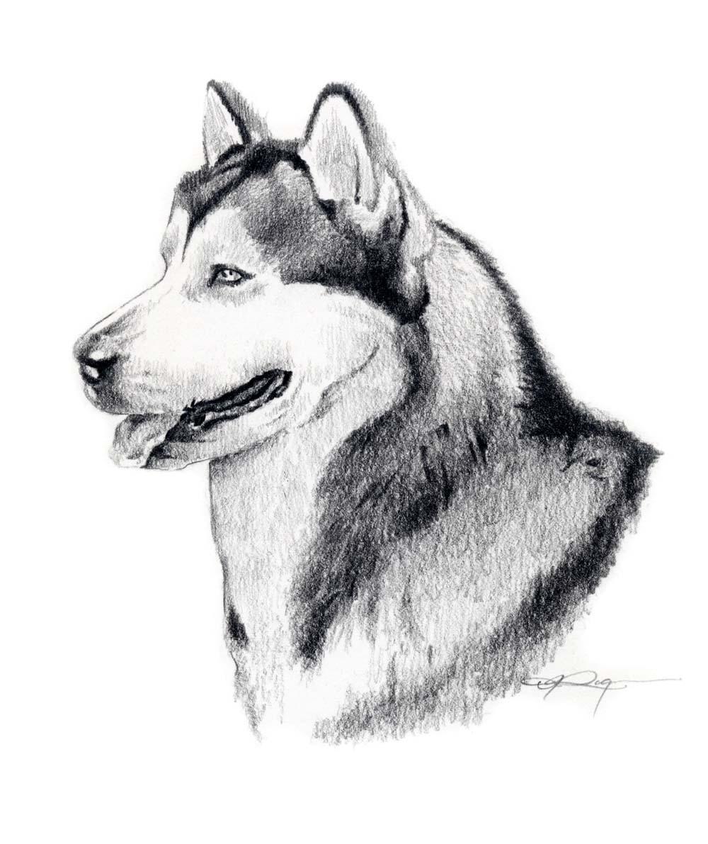 Line drawing Alaskan Malamute photo and wallpaper. Beautiful