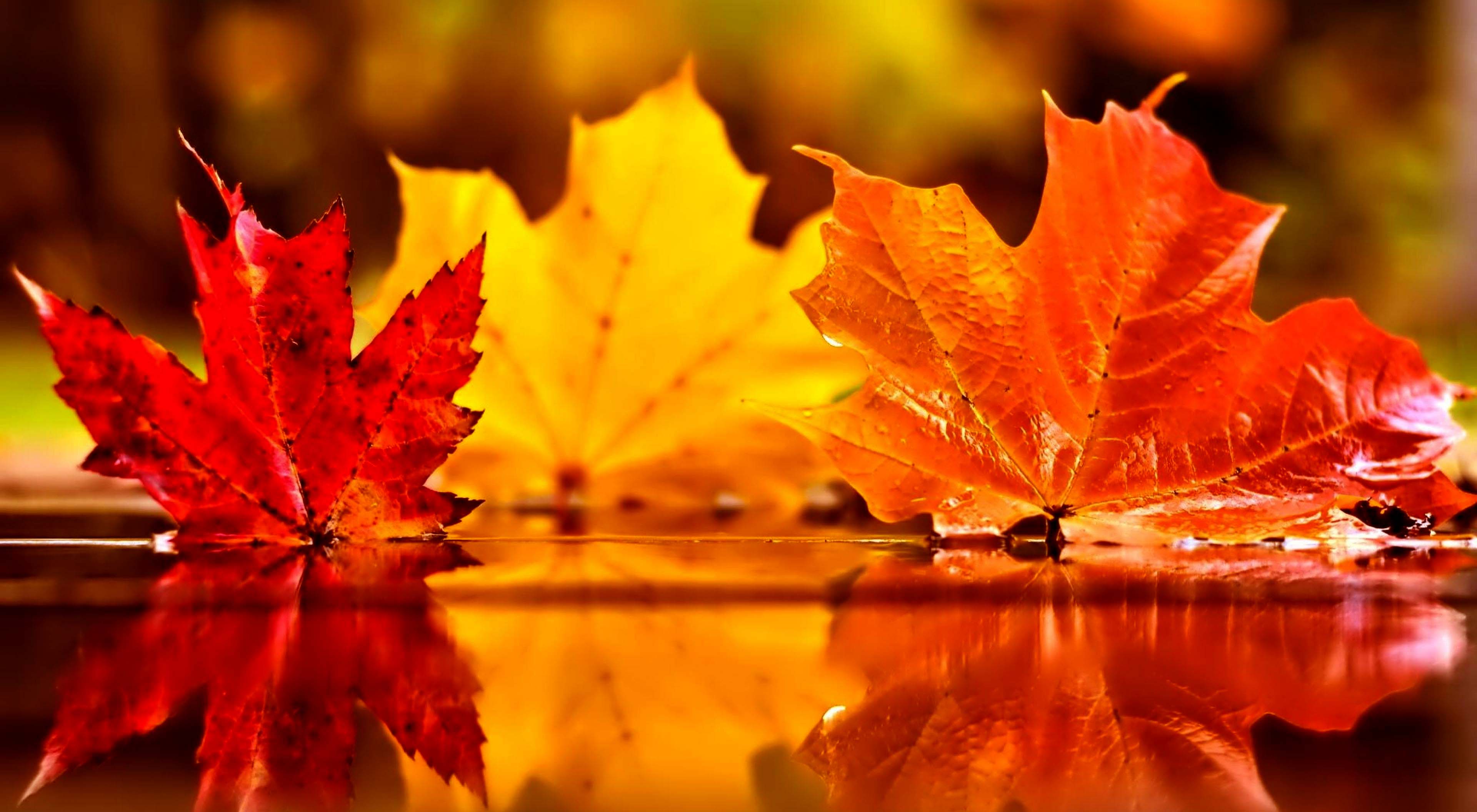 Autumn Leaves On Water Wallpaper Background