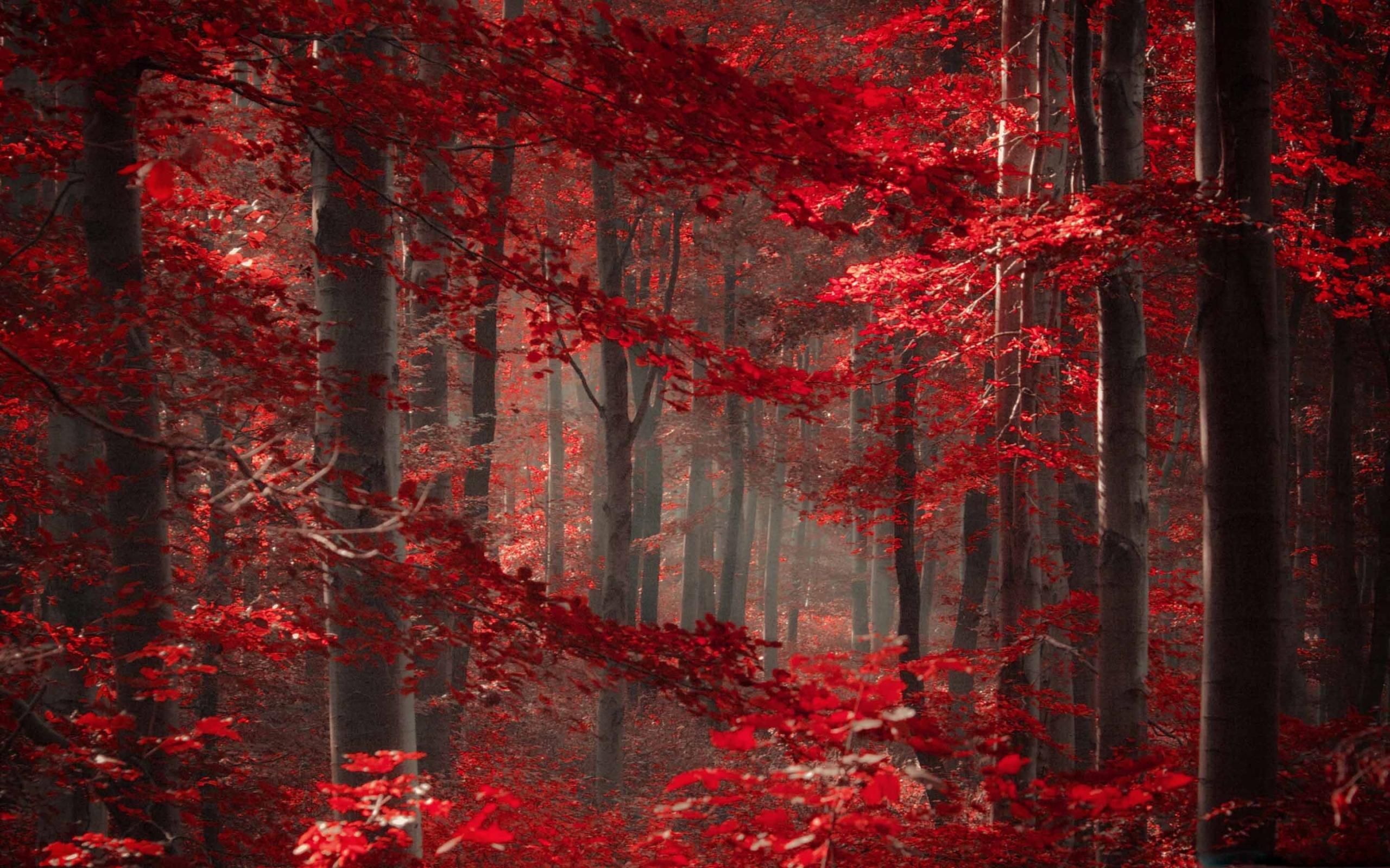 Enchanted Forest Mac Wallpaper Download