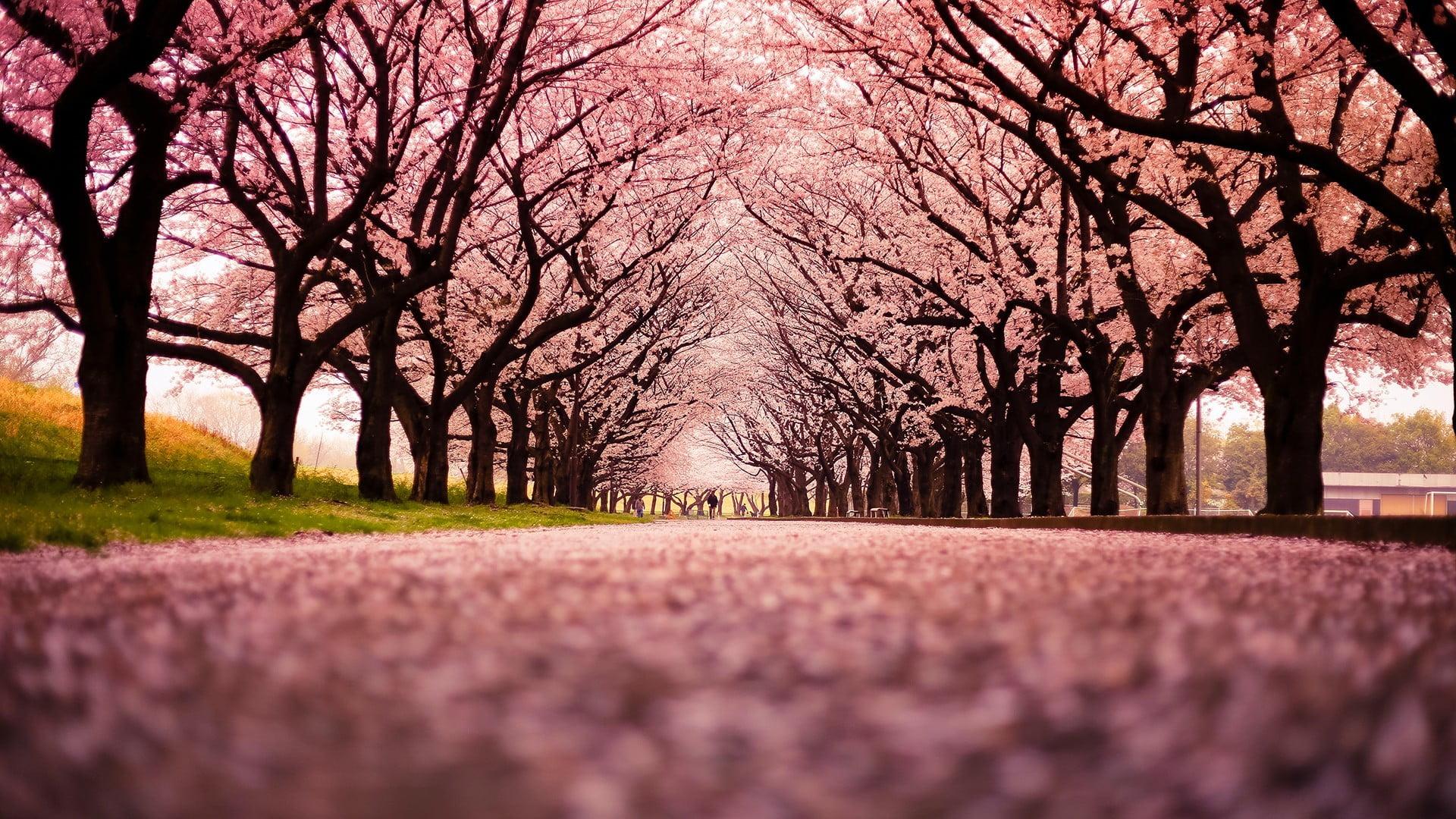 Sakura trees, landscape, cherry blossom, trees, path HD wallpaper
