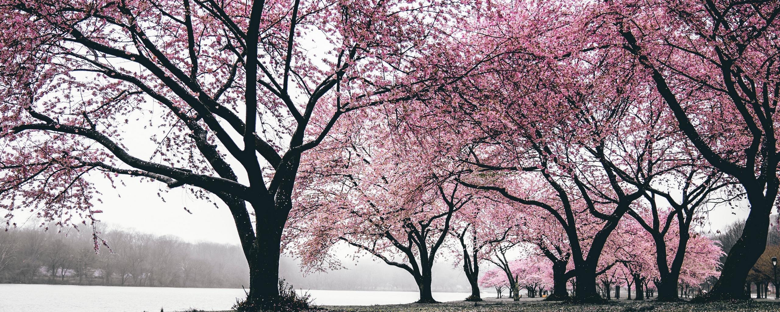 Download wallpaper 2560x1024 sakura, trees, flowering