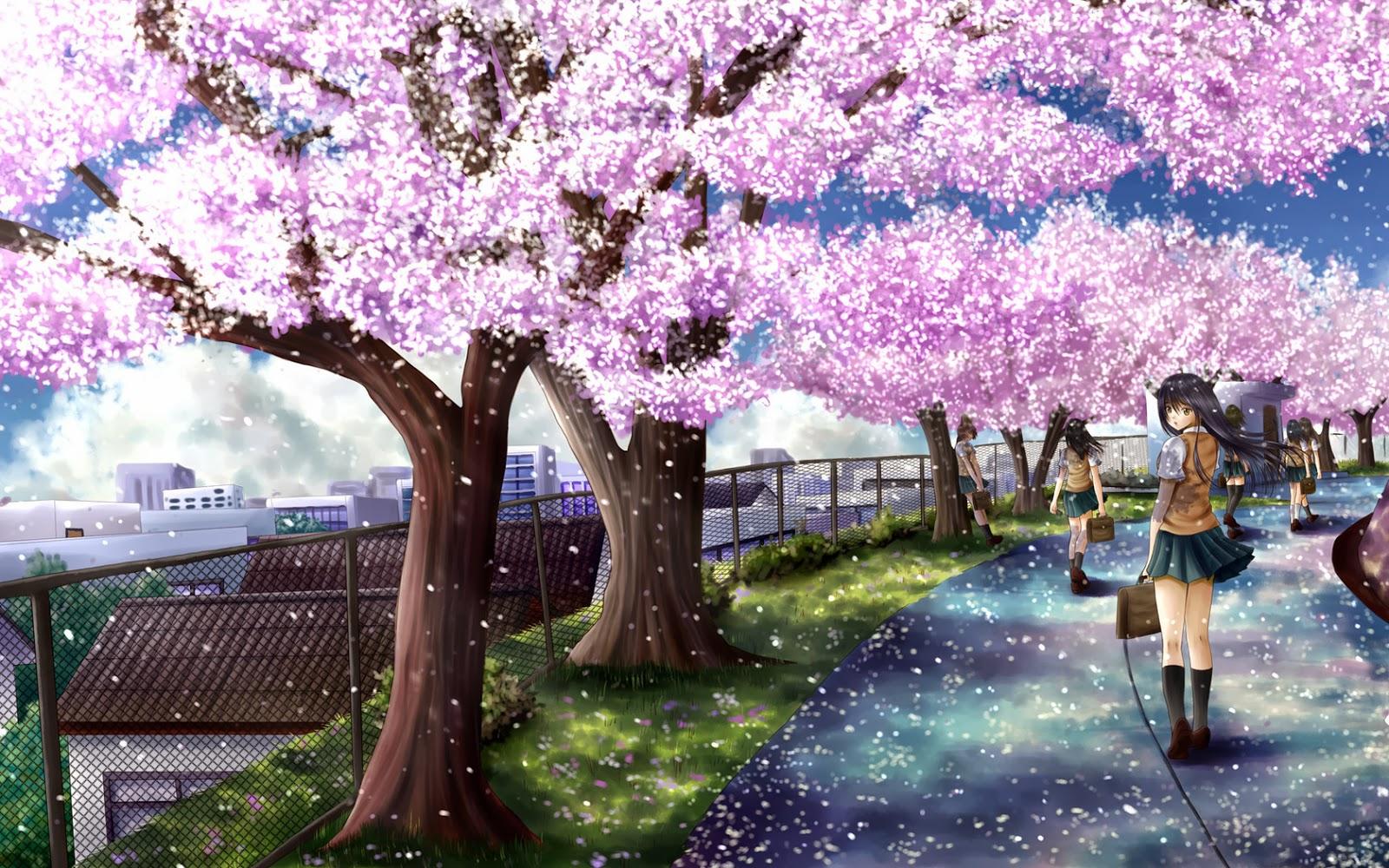 Anime Sakura Trees Wallpaper 51330 1600x1000px