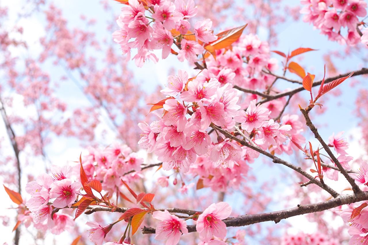 Desktop Wallpaper Sakura flower Branches Flowering trees