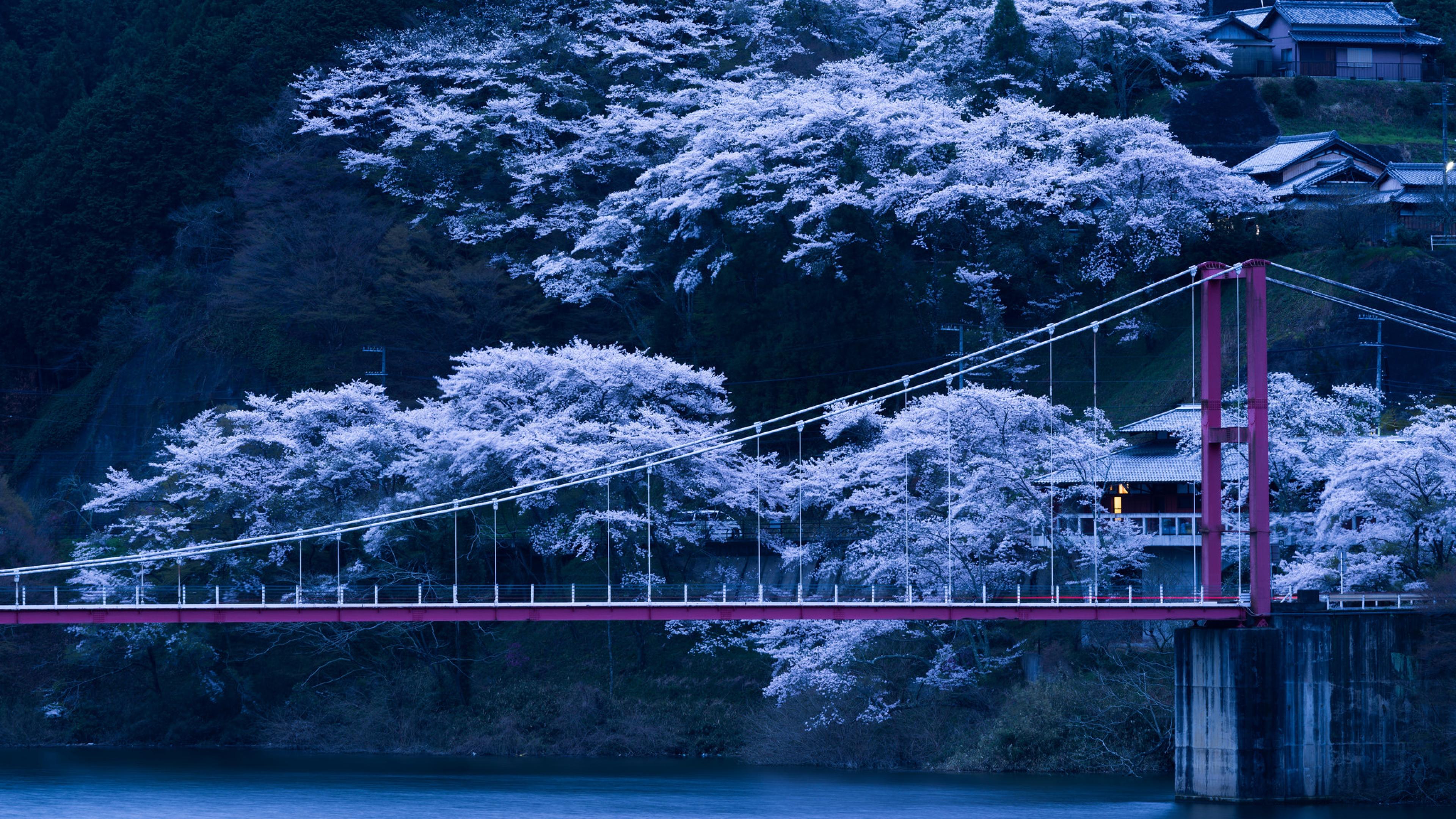 Japan Sakura Trees Wallpaper 51327 3840x2160px