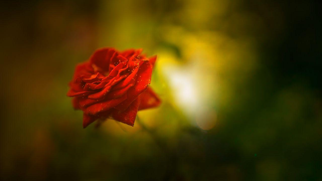 Wallpaper Red Rose, Beautiful, HD, 4K, Flowers,. Wallpaper