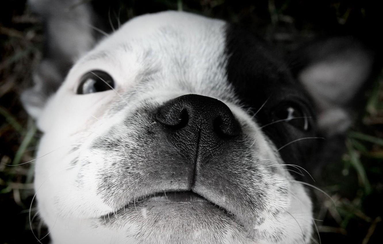 Wallpaper puppy, sleep., Boston Terrier image for desktop