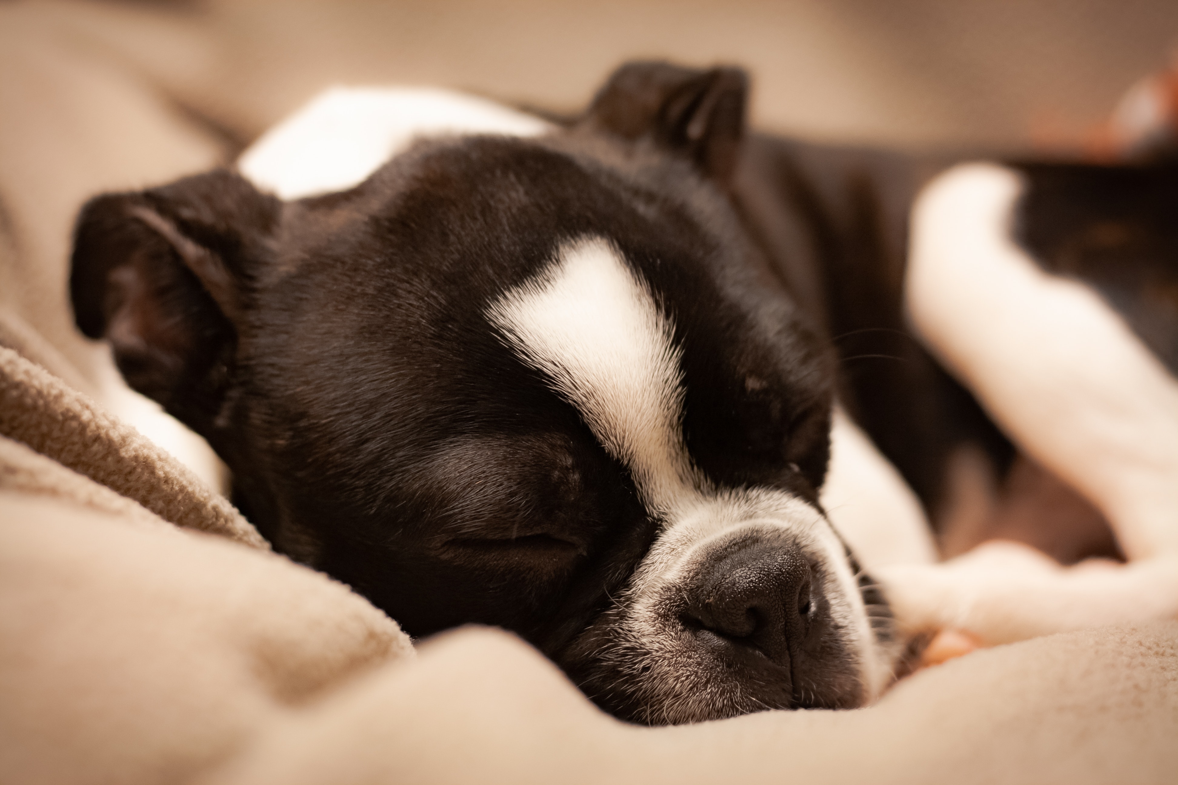 Close UP Photo Of Black And White Boston Terrier Sleeping