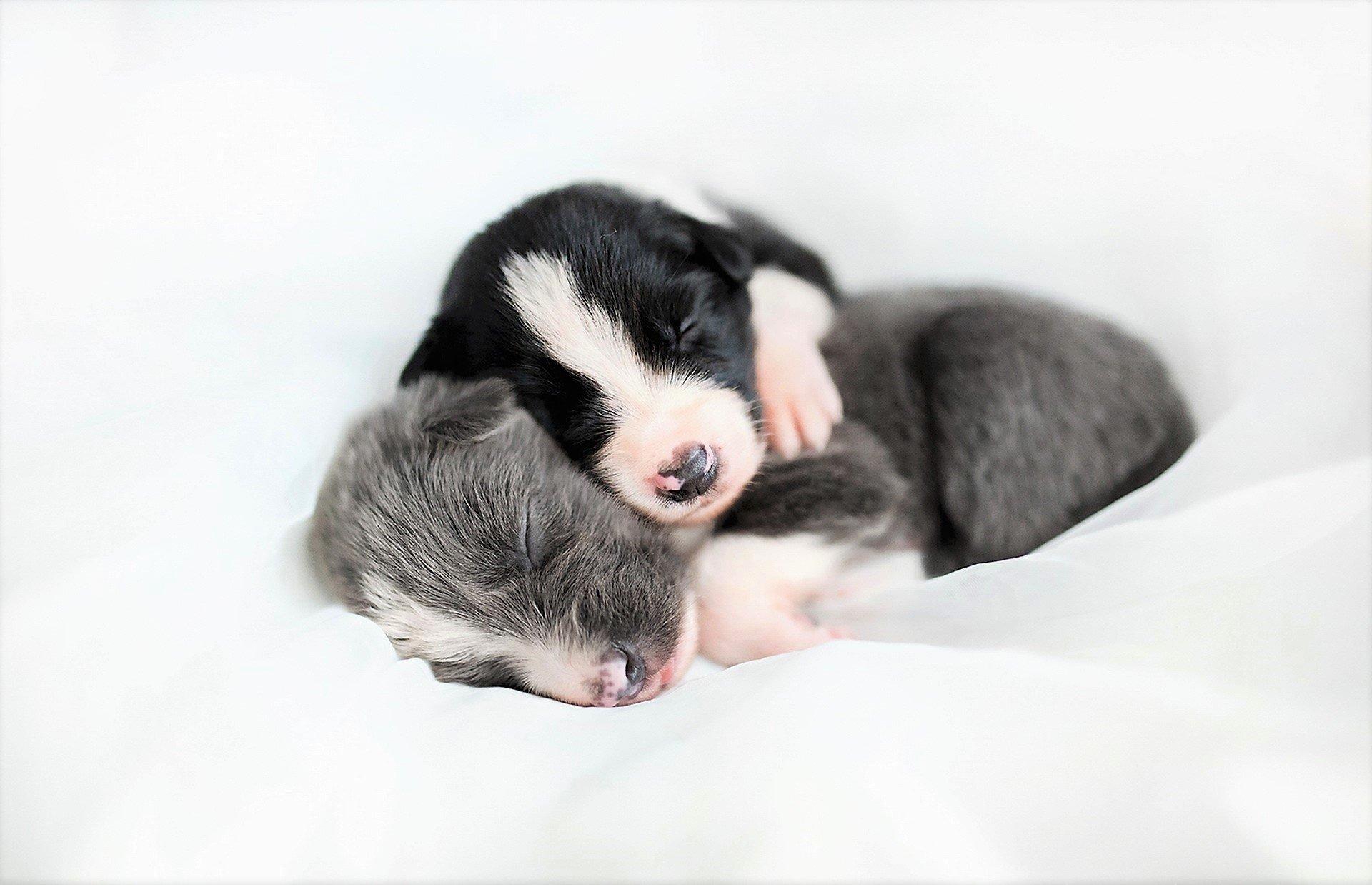 Two Puppies Sleeping Together HD Wallpaper. Background