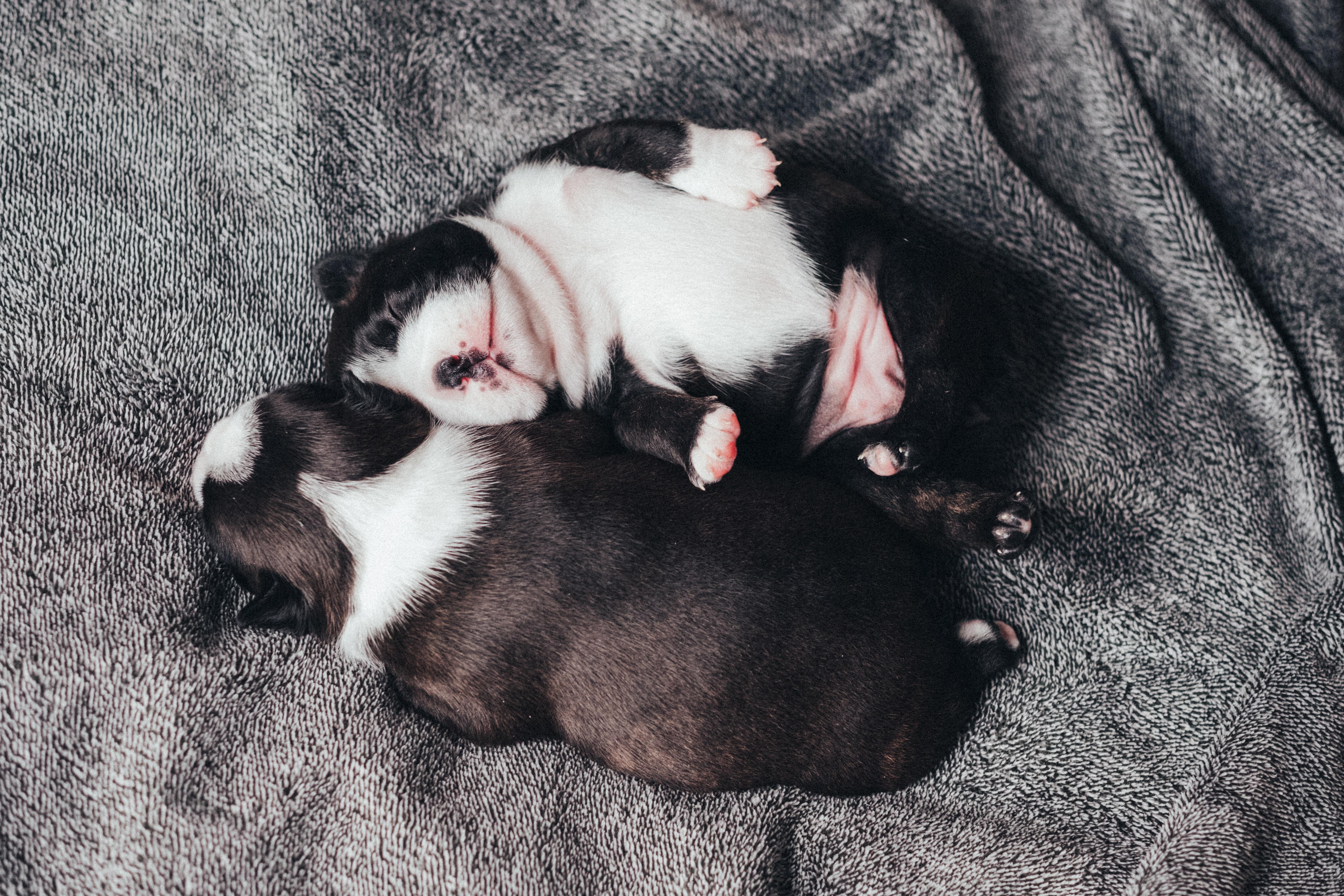 two black and white Boston terrier puppies sleeping photo
