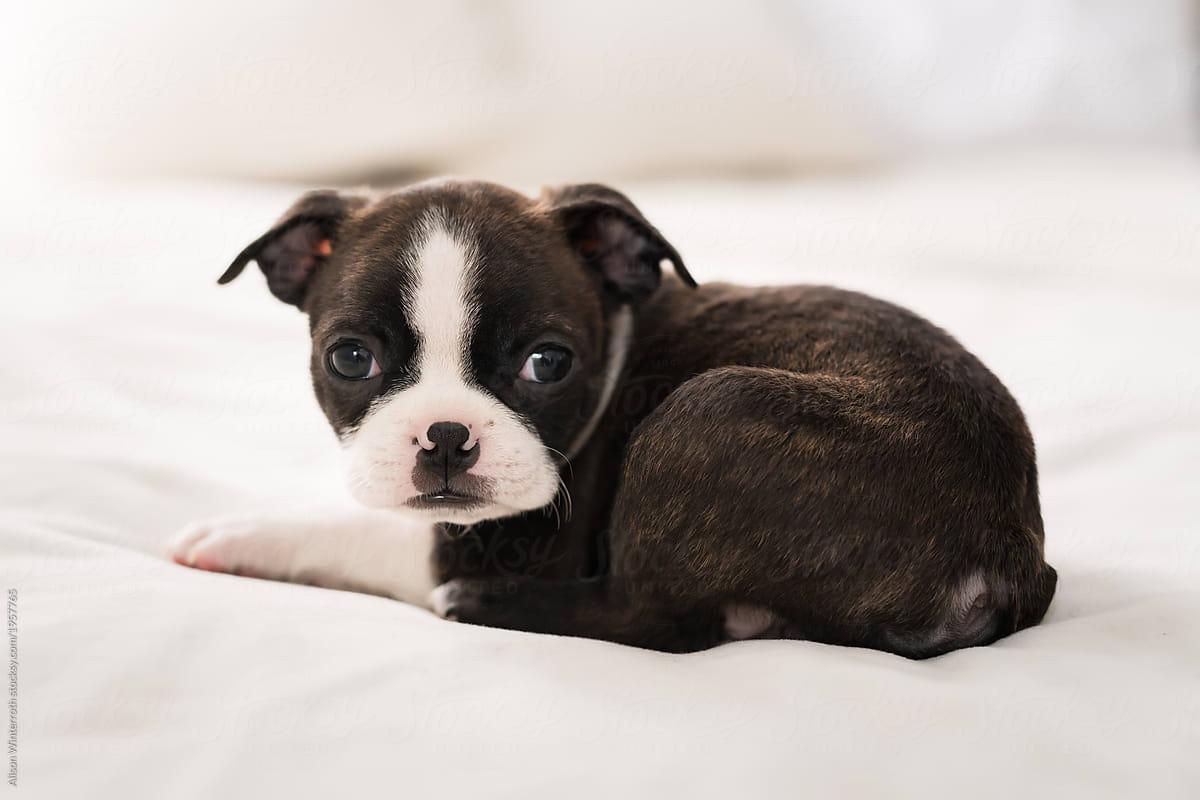 A Boston Terrier Puppy Curled Up On A Bed