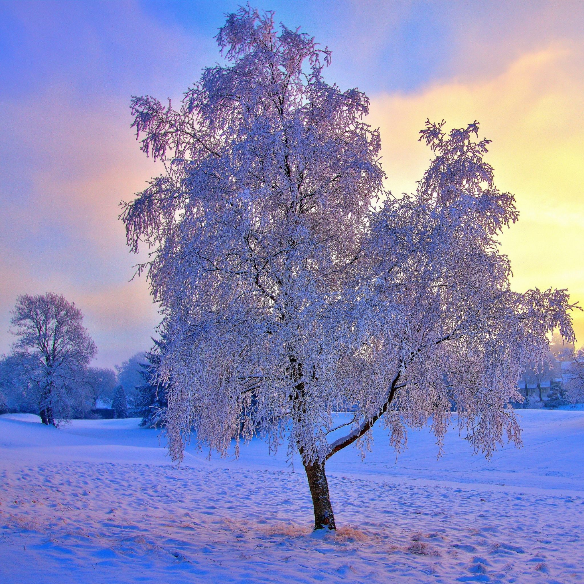 Wallpaper inverno, neve, geada, árvore, árvores, sol. Winter wallpaper, Winter sunset, Winter photography