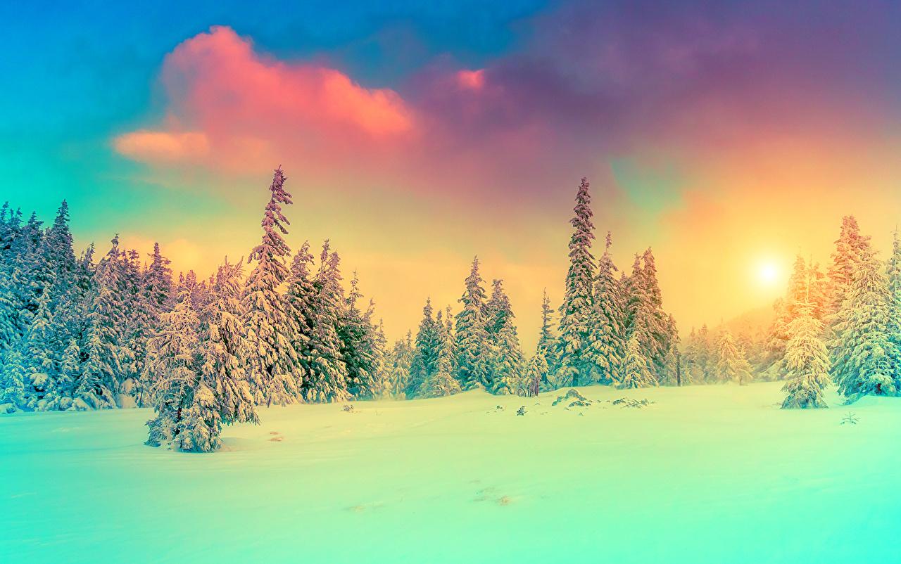 image Nature Spruce Winter Sky Snow Scenery Seasons
