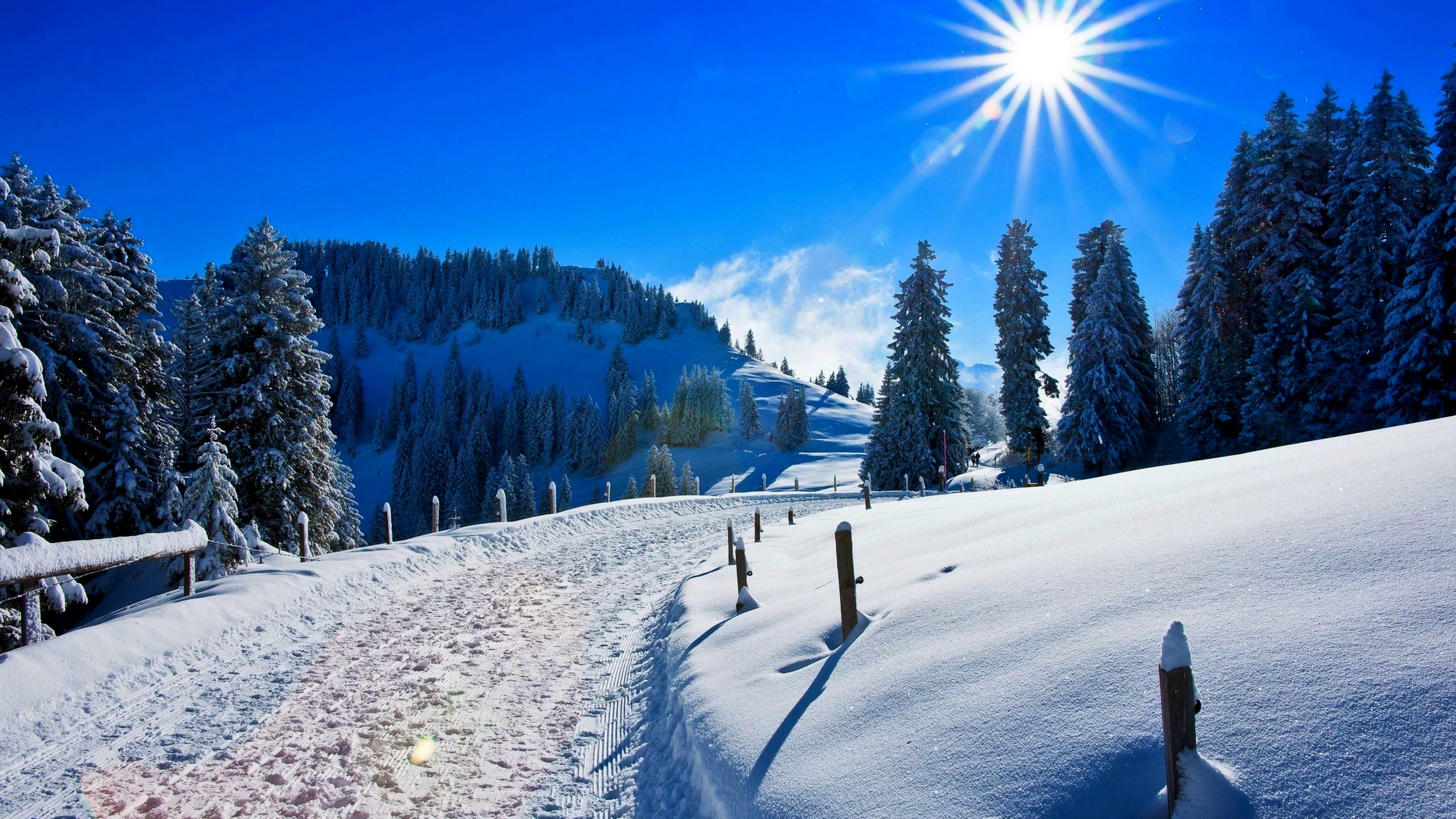 Wallpaper Sunny day, Winter, Snow covered, Pine trees, Path
