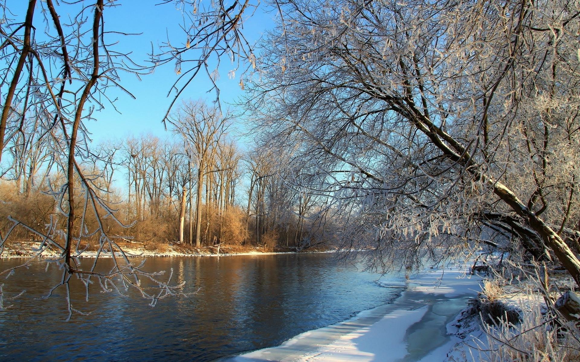 Frozen trees by the river on a sunny day wallpaper