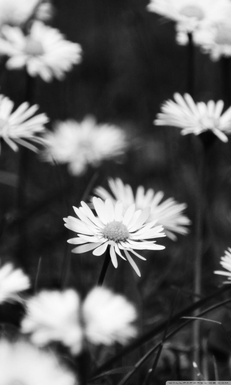 Smartphone 5 - Flowers Black And White, HD Wallpaper